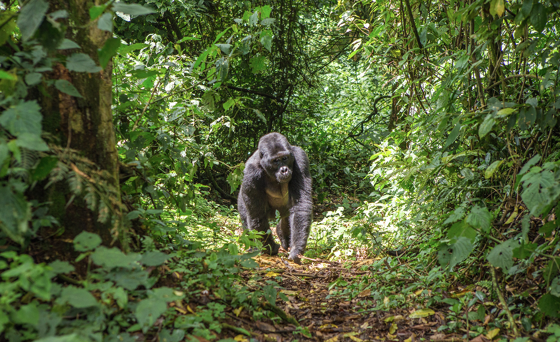 Gorilla tracking in Bwindi Forest