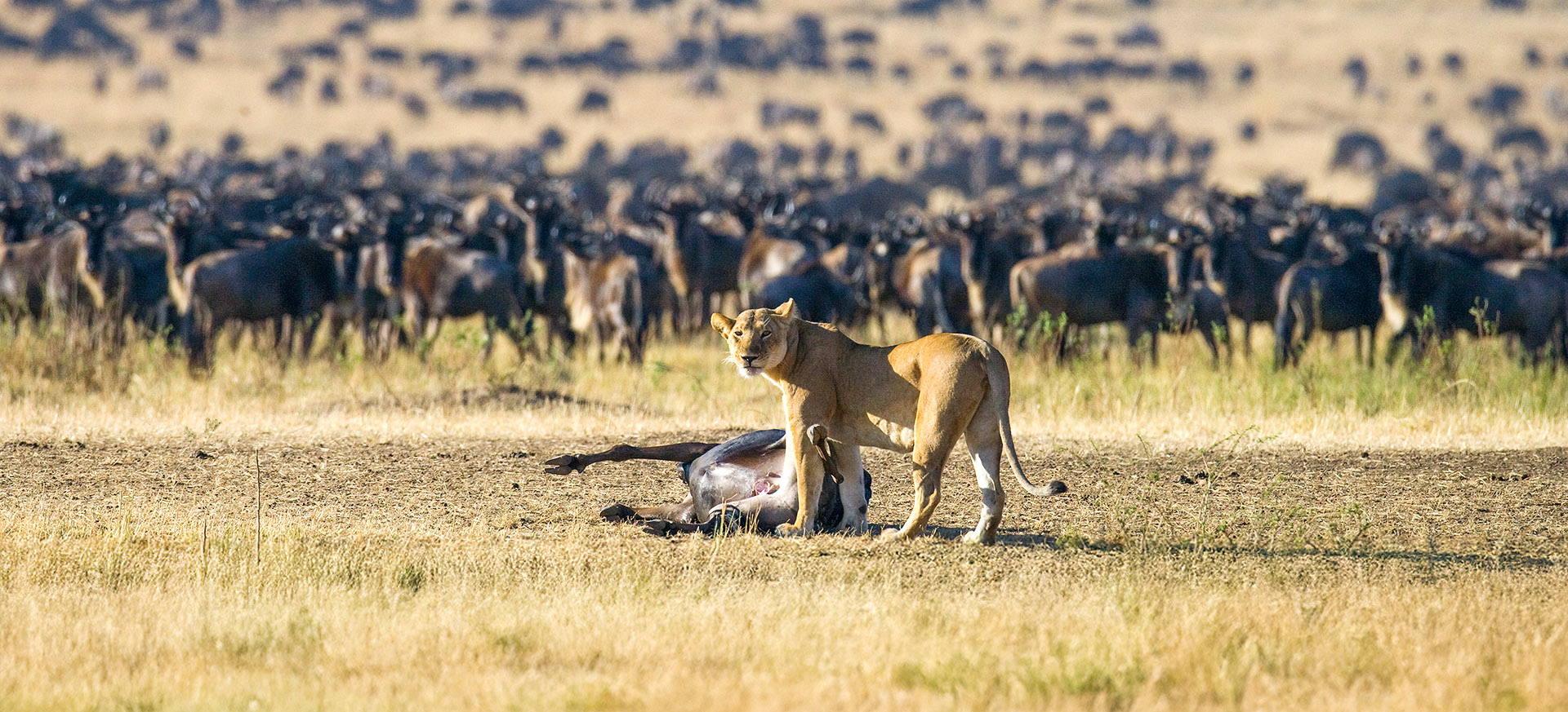 let us know your thoughts about Kenya and we will help you create the perfect trip