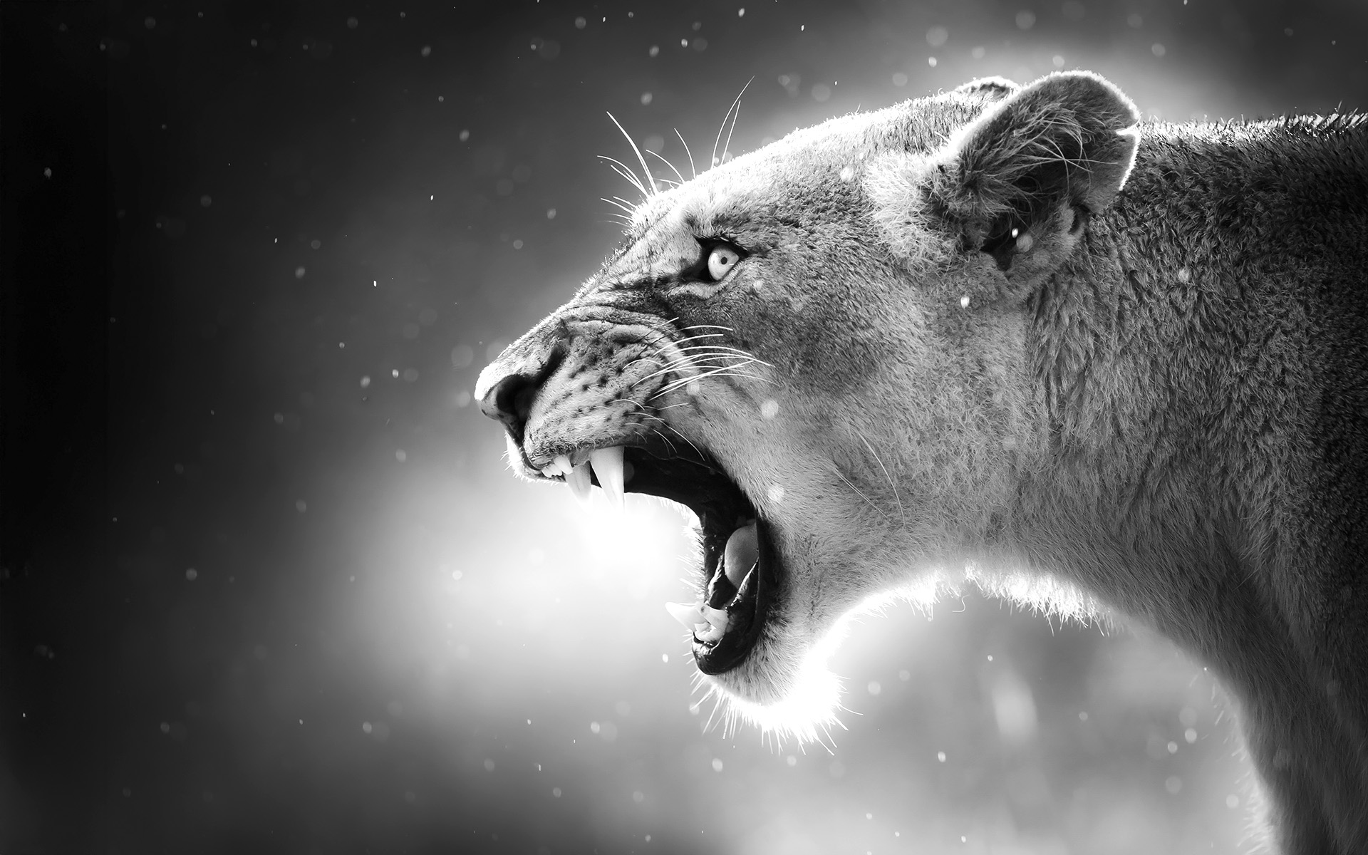 The world’s leading tailor-made safari company
