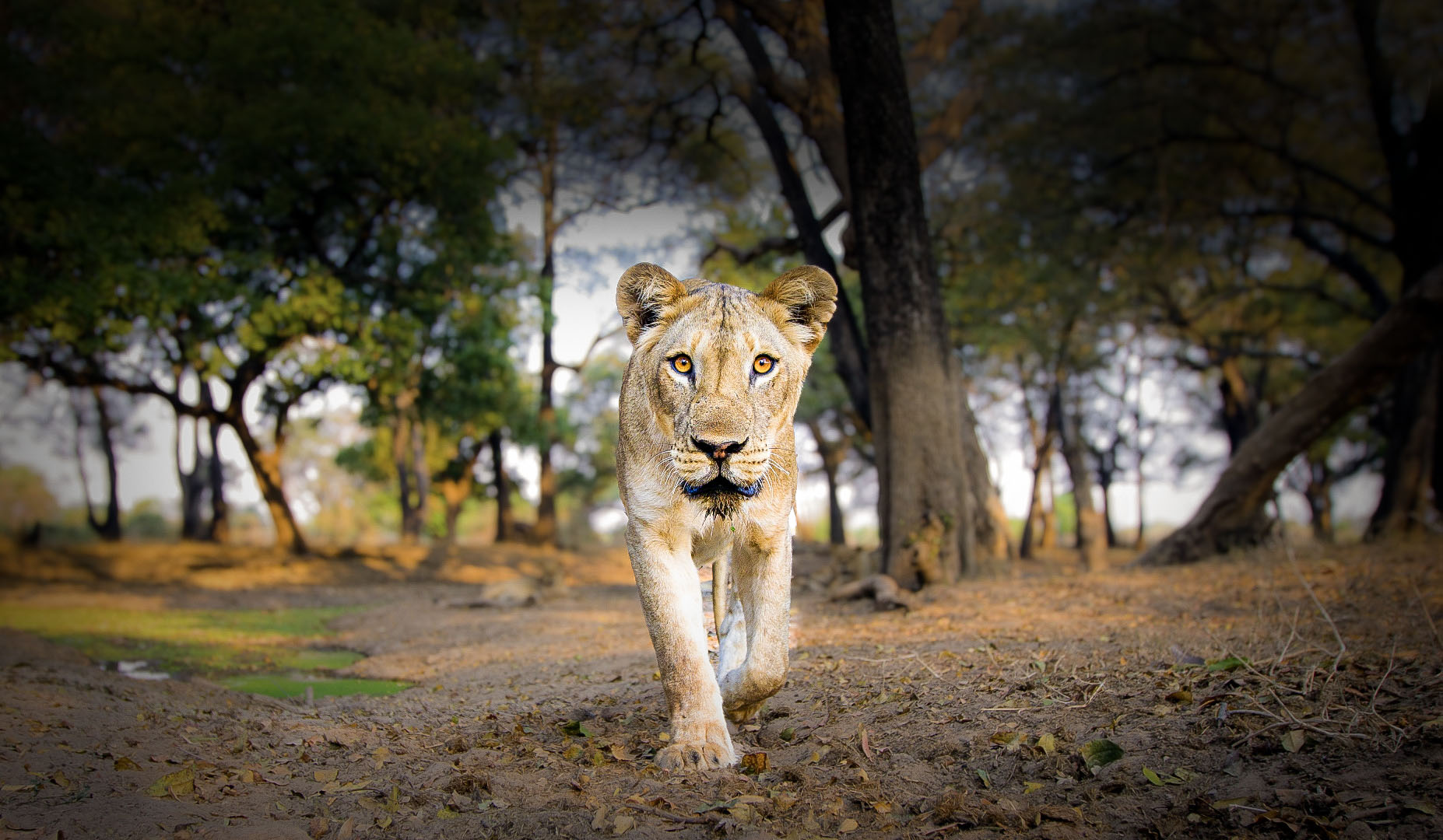 Safari in Africa