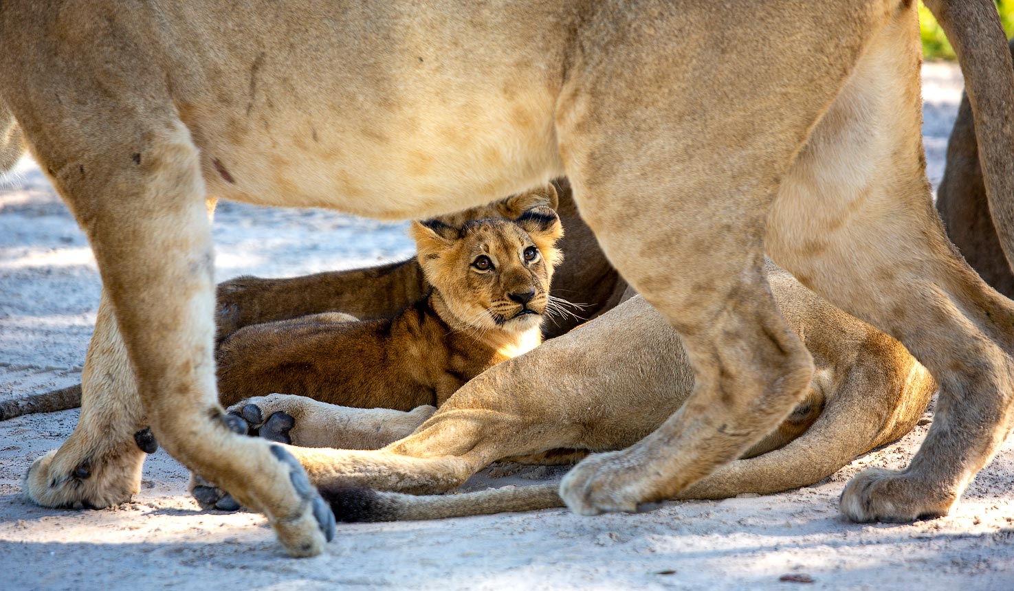 The purest safari in Africa