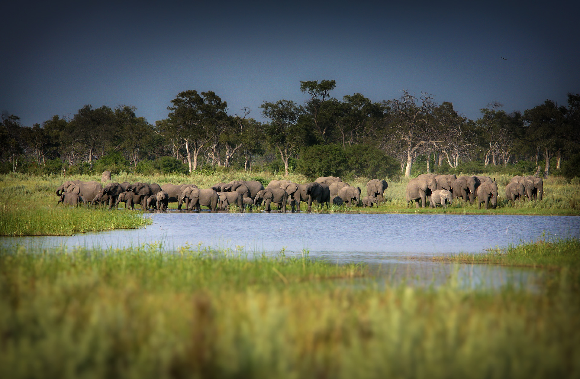 Safari in Botswana
