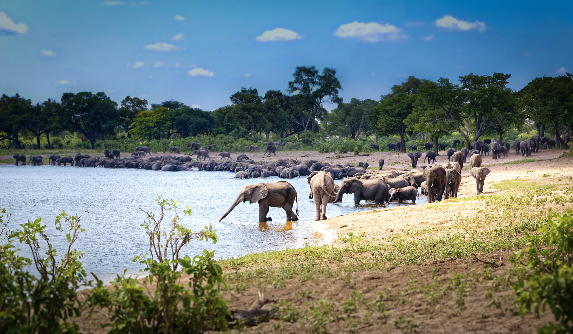 Safari in Botswana