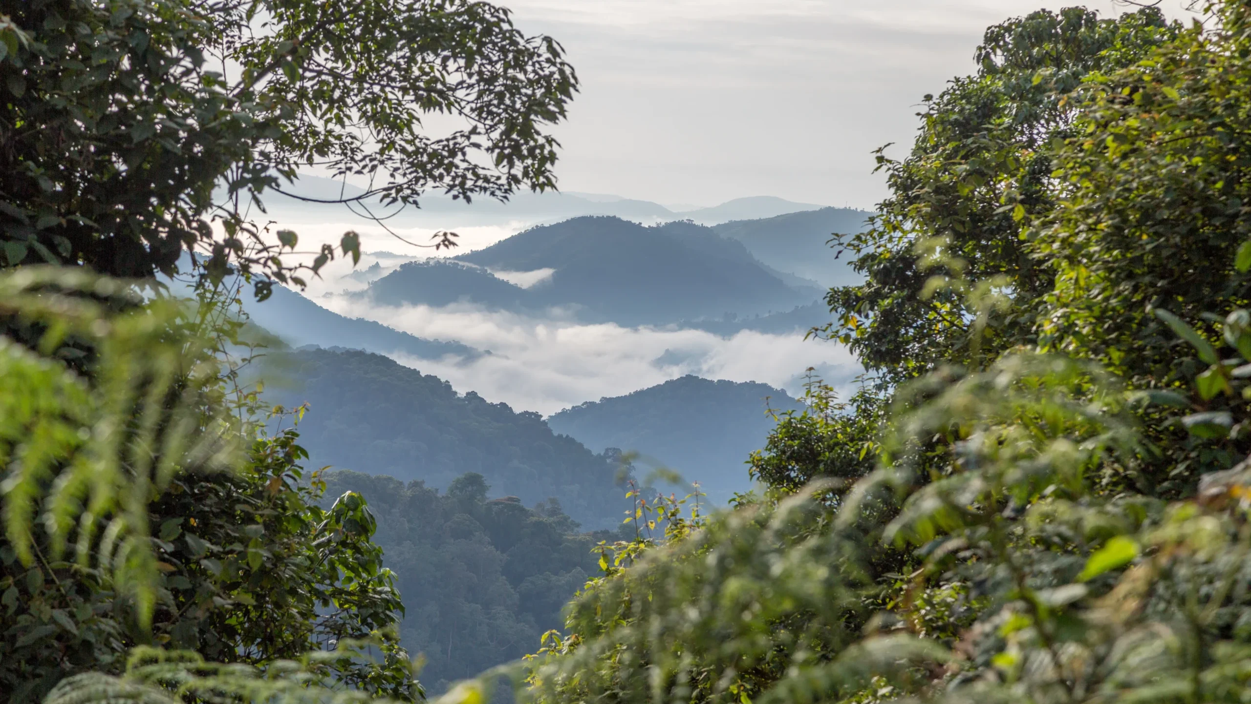 Landscape of bwindi forest where to go gorilla tracking