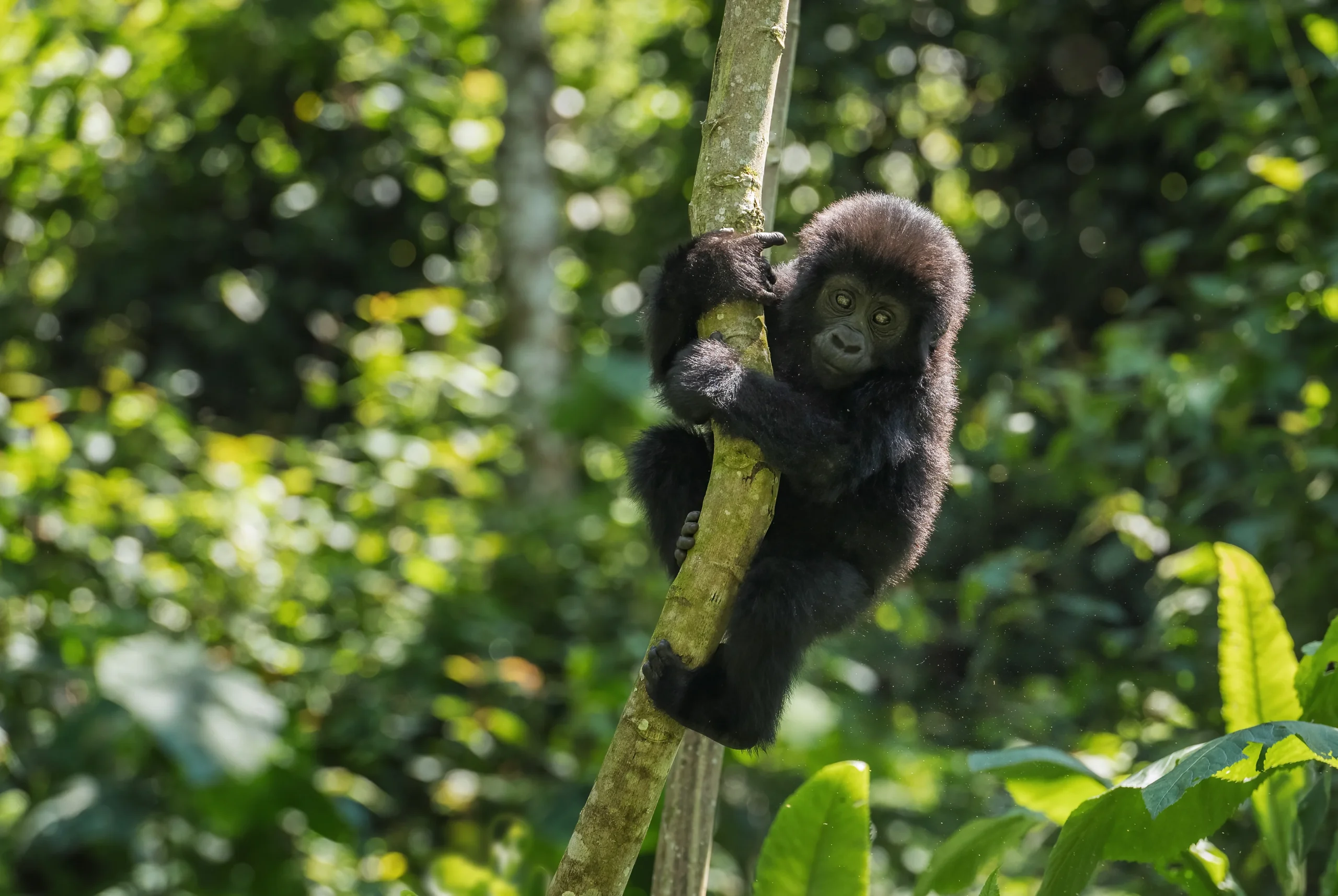 When is the best time of year for gorilla tracking