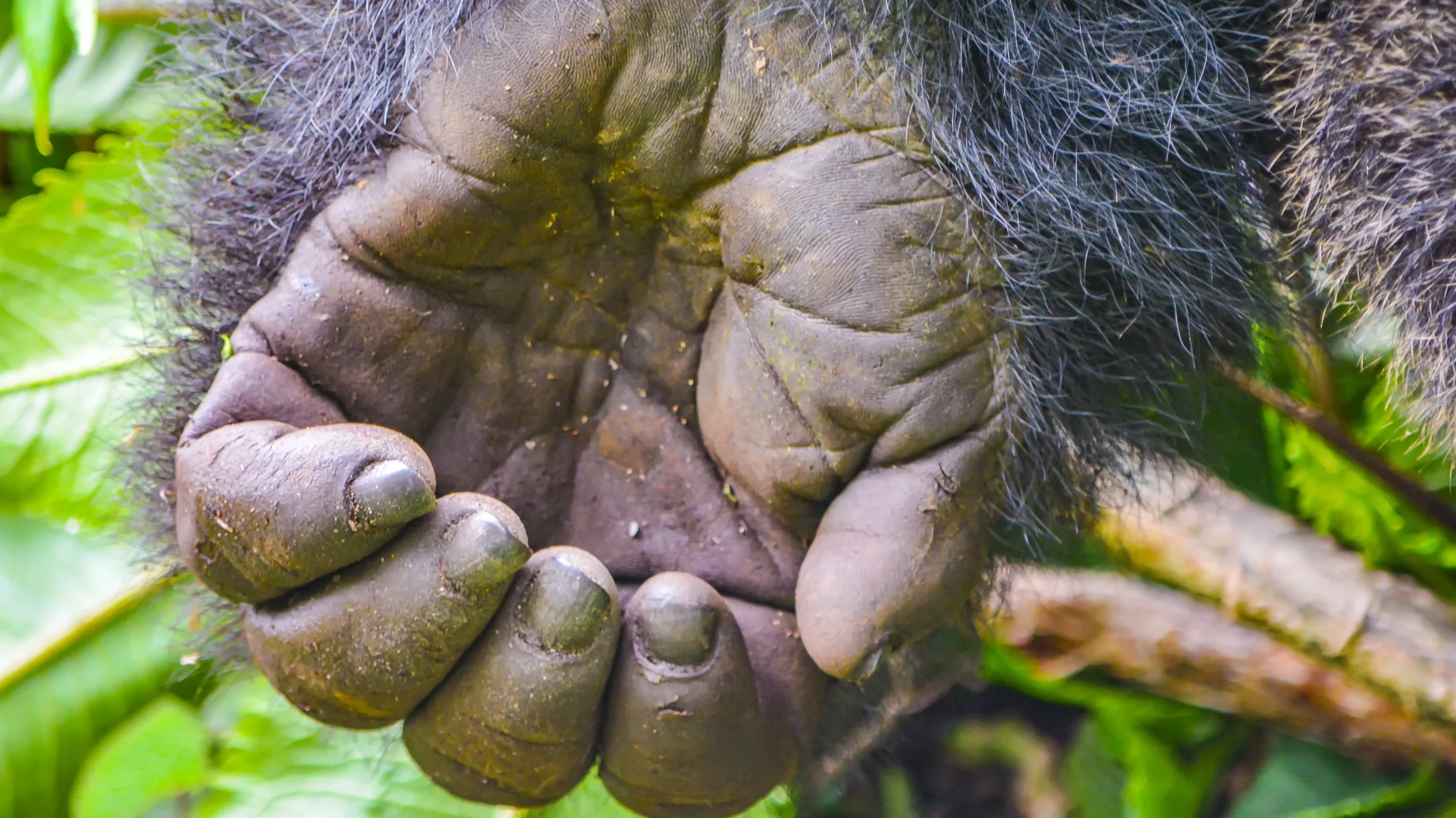 Gorillas hand
