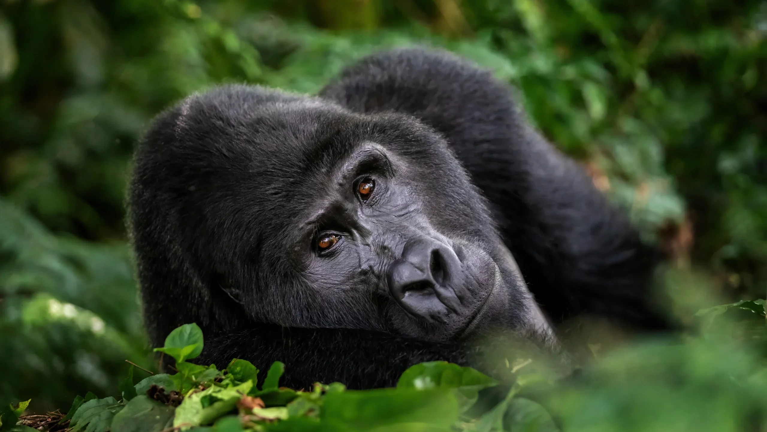 What is gorilla tracking?