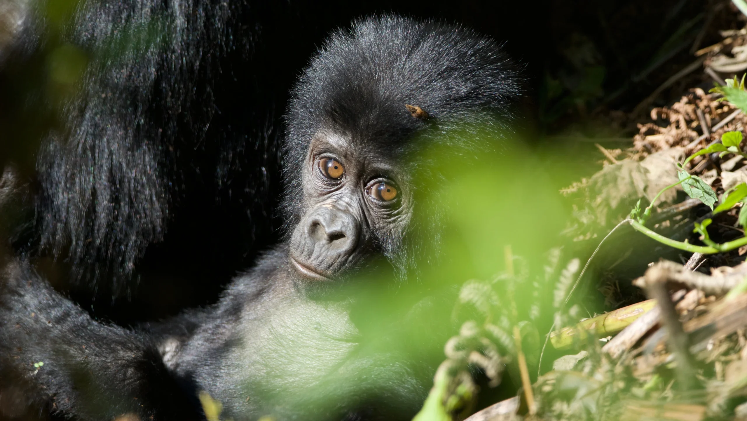 Baby gorilla in a bush