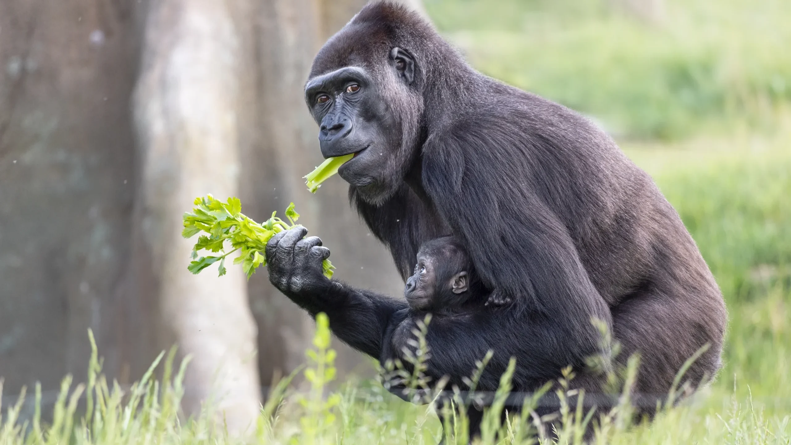 gorilla eating a leaf
