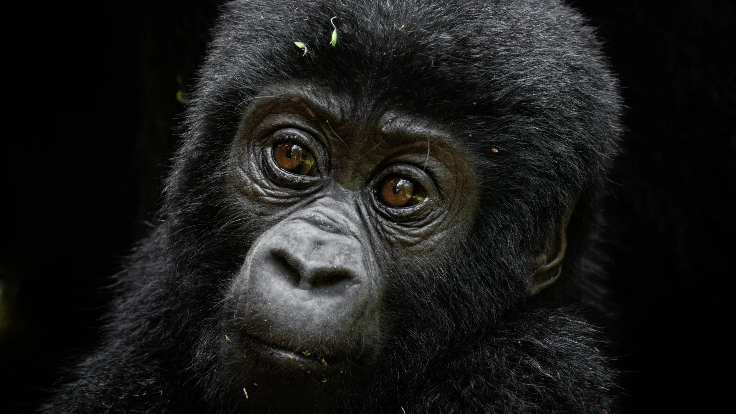 Baby gorilla in virunga rwanda