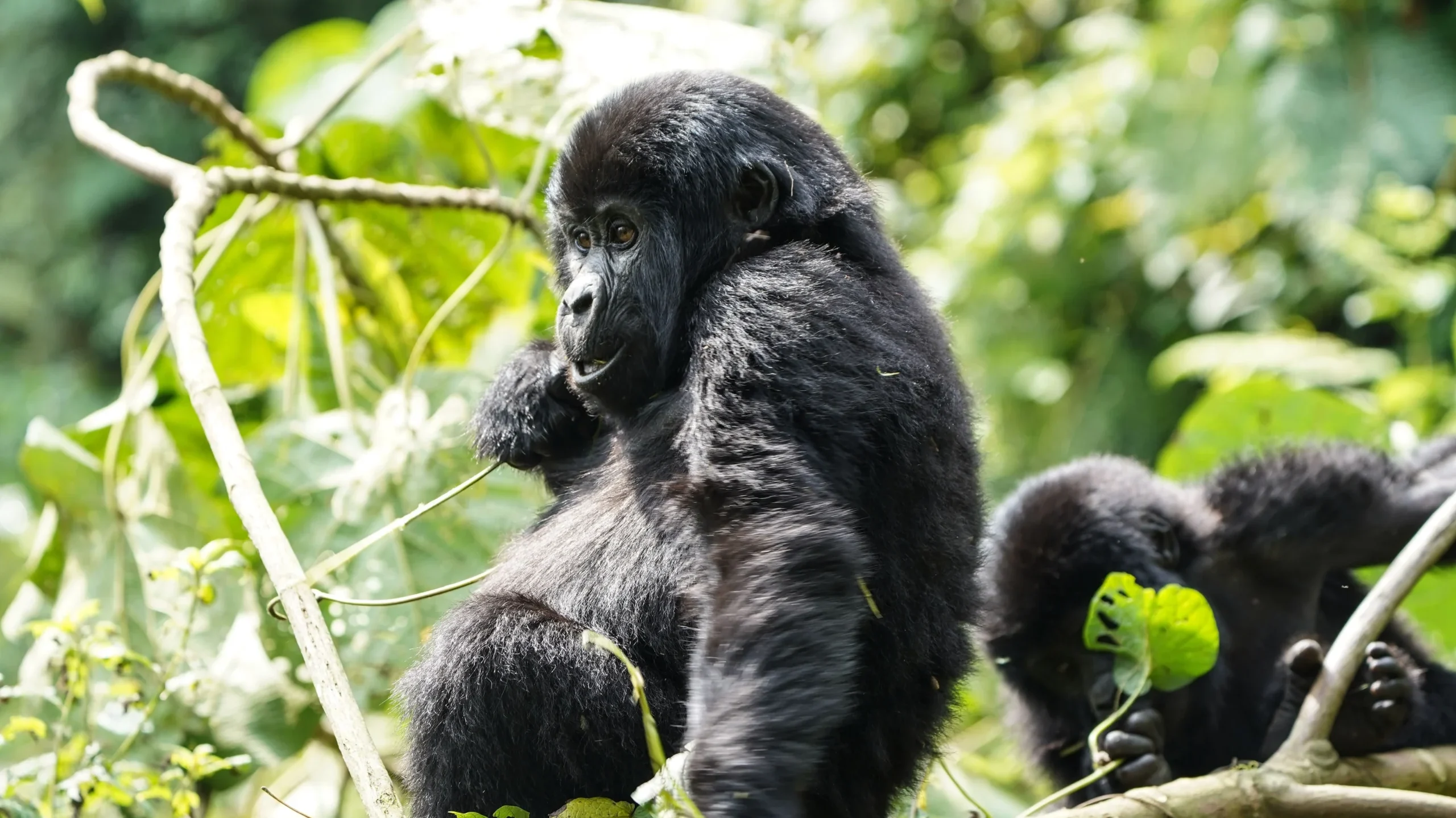 Mountain gorilla africa