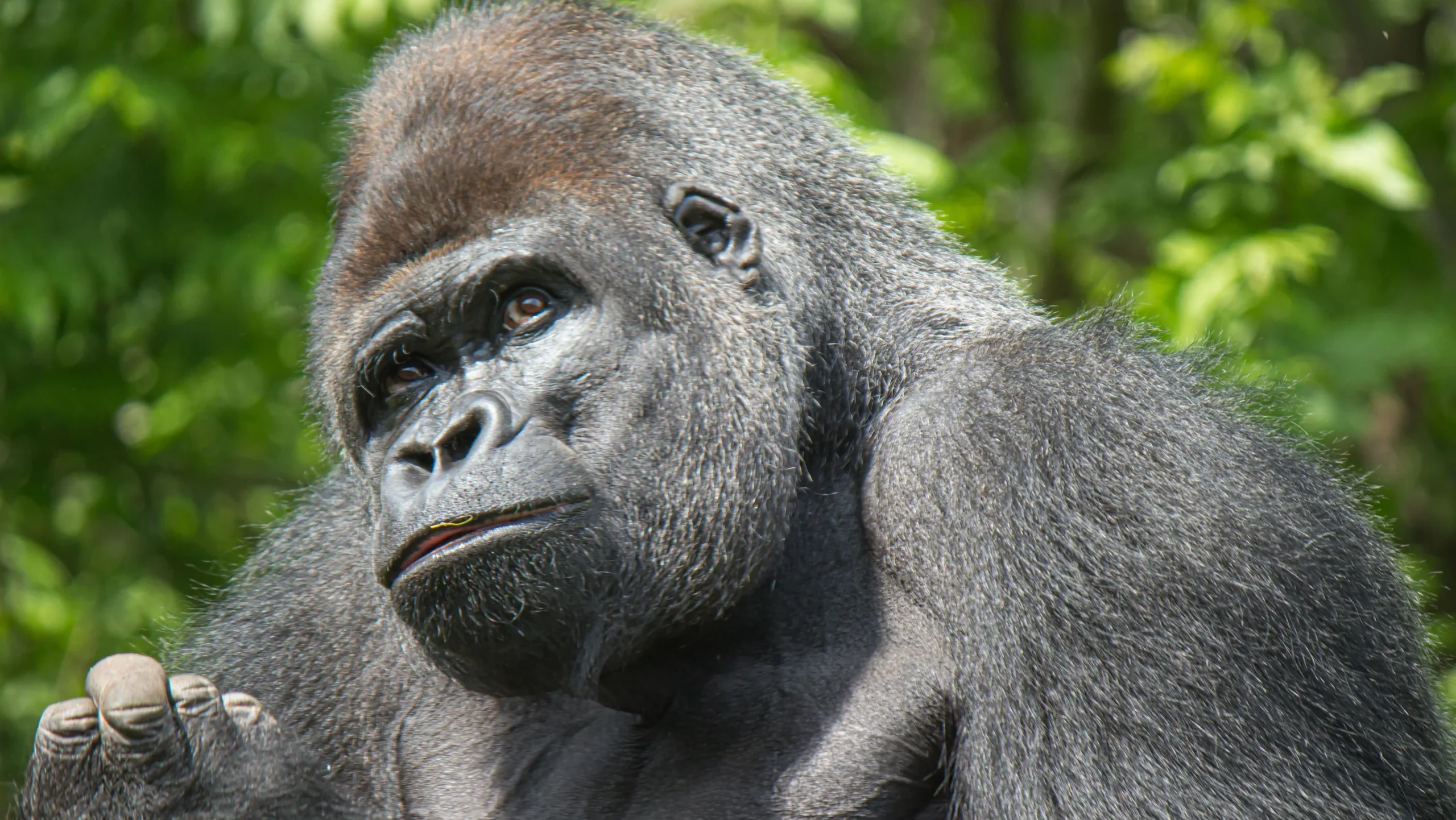 Silverback gorilla