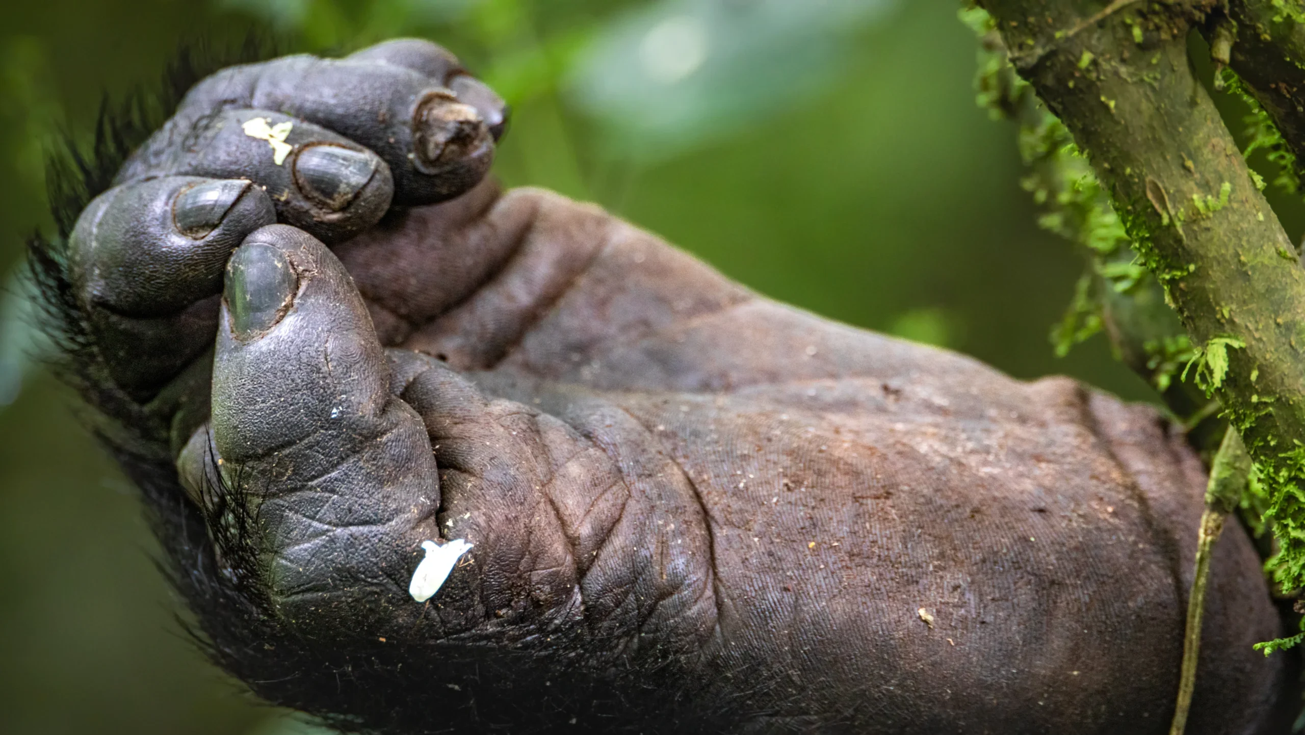 gorilla hand in rwanda