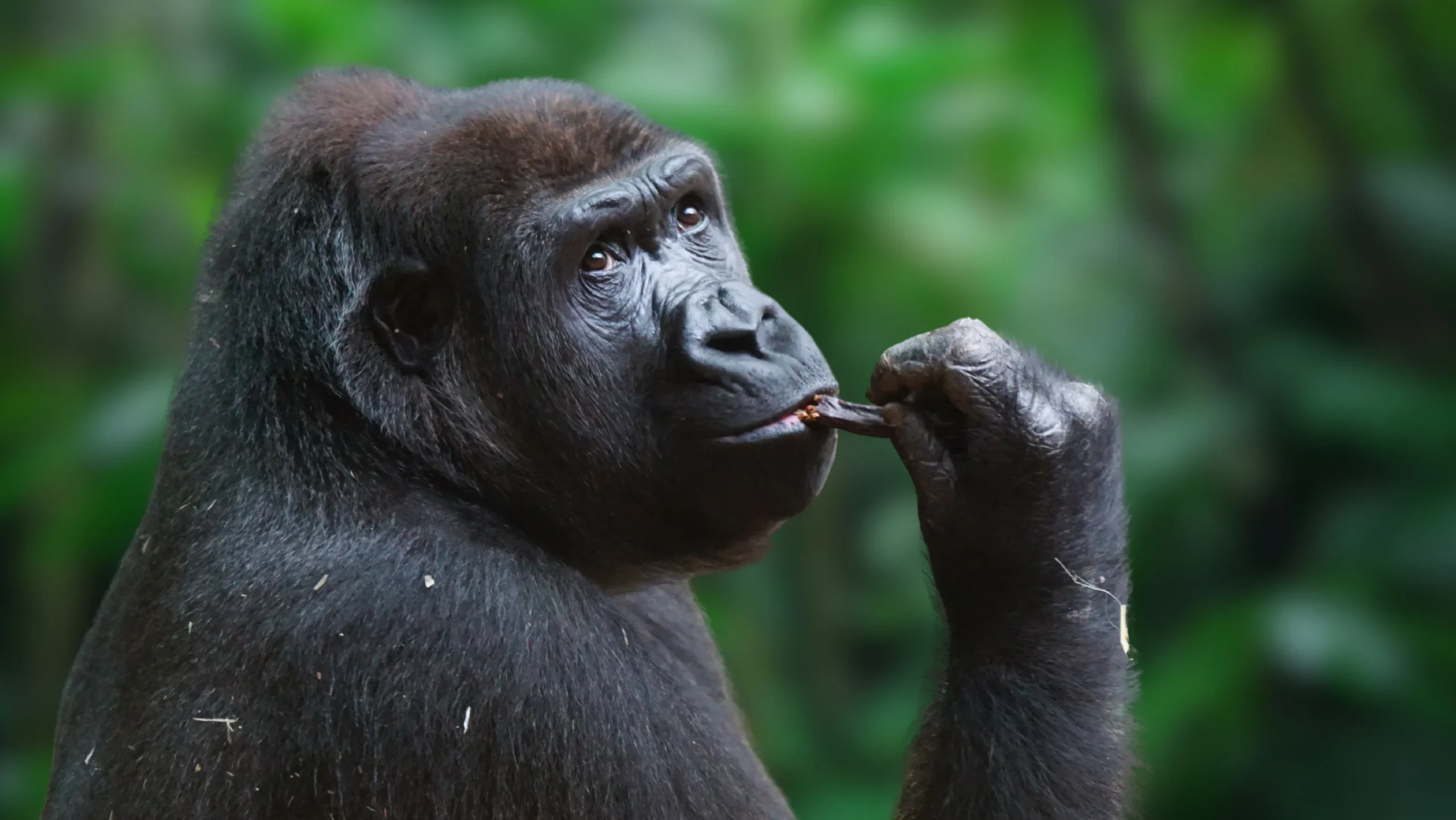 conservation gorilla in the forest