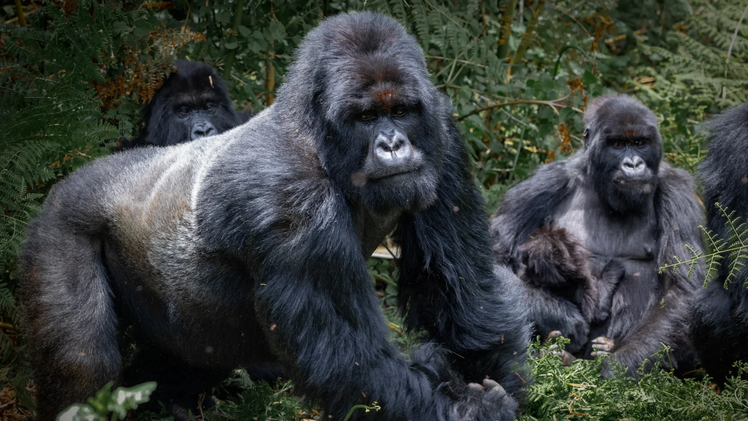 Gorilla in tne wild