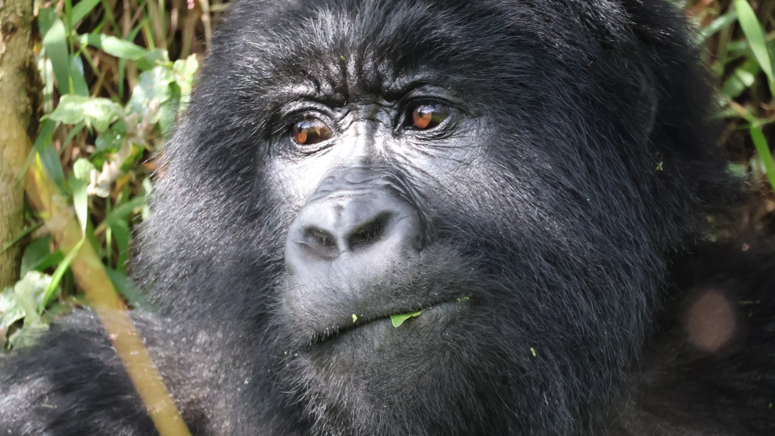 How much time do I need for tracking gorillas