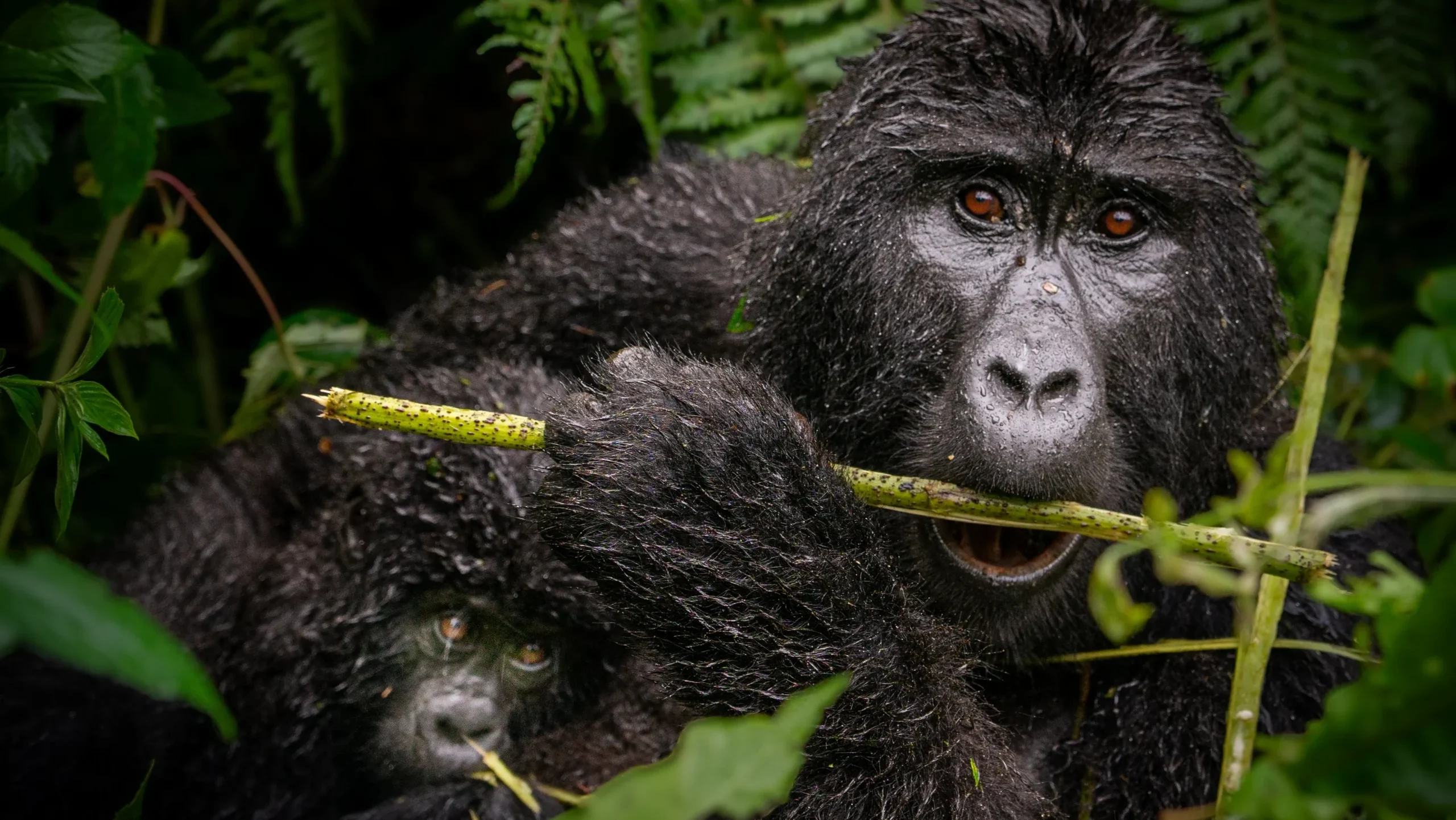 gorilla eating bamboo in virunga