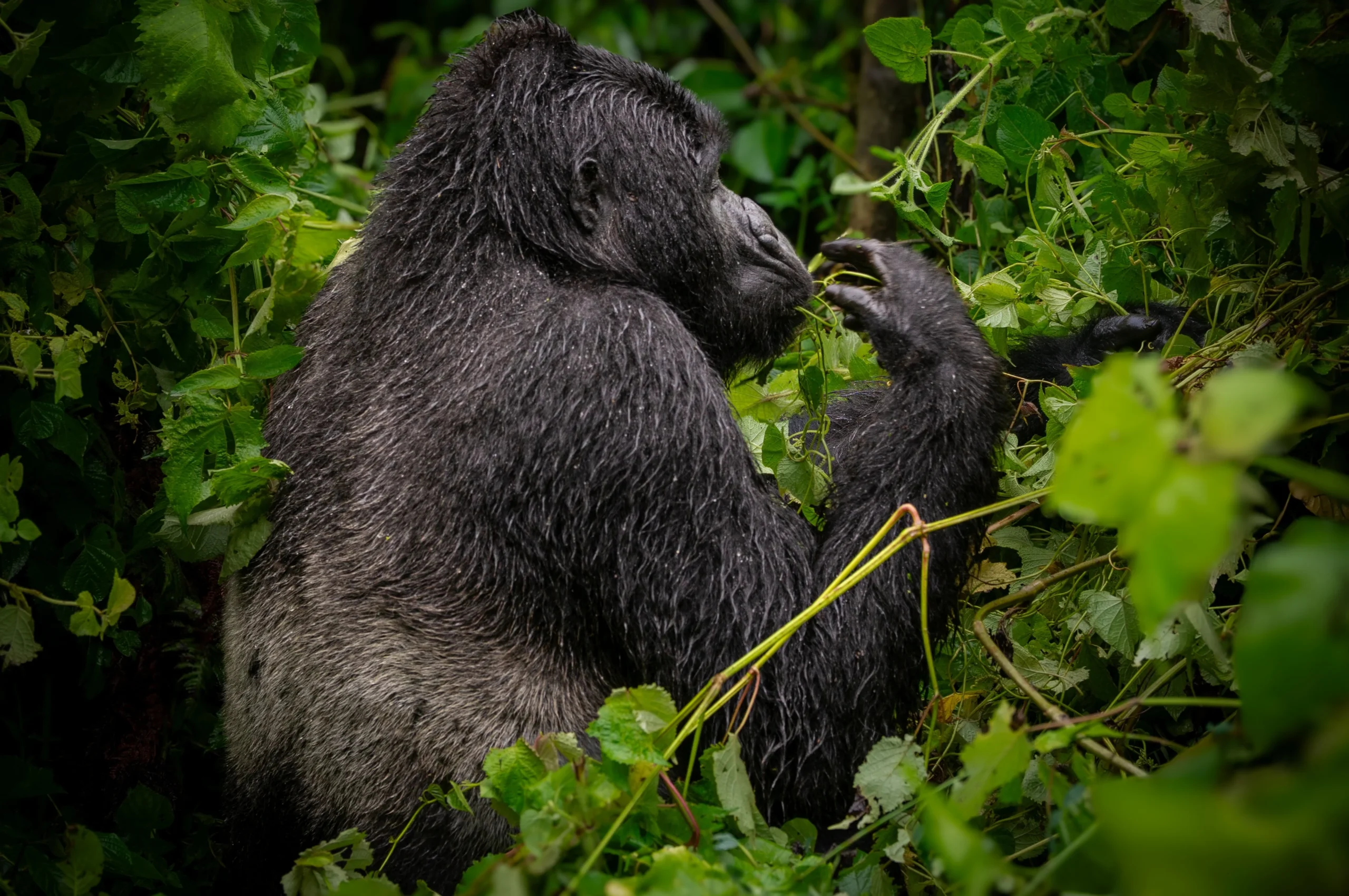 where to go gorilla tracking in virunga