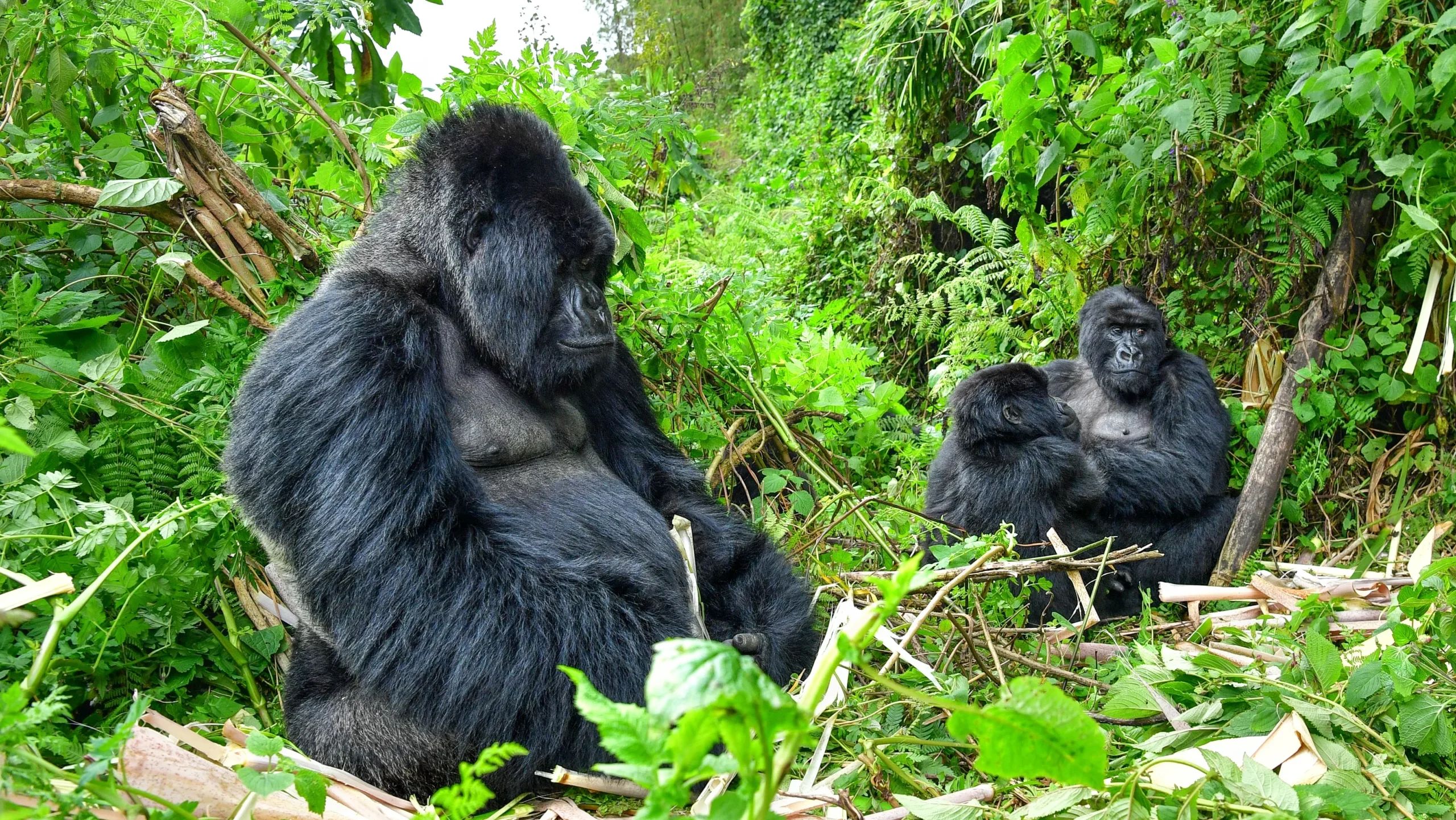 gorilla family in virunga