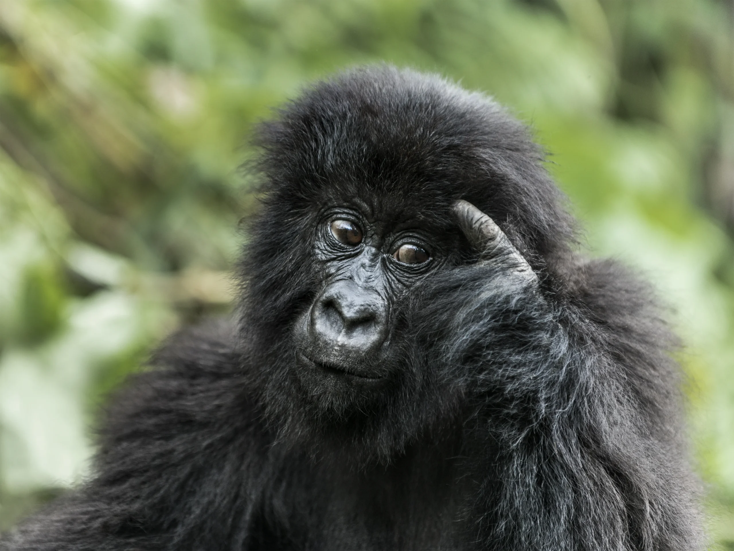 Where is the best place for gorilla tracking in Virunga Mountains
