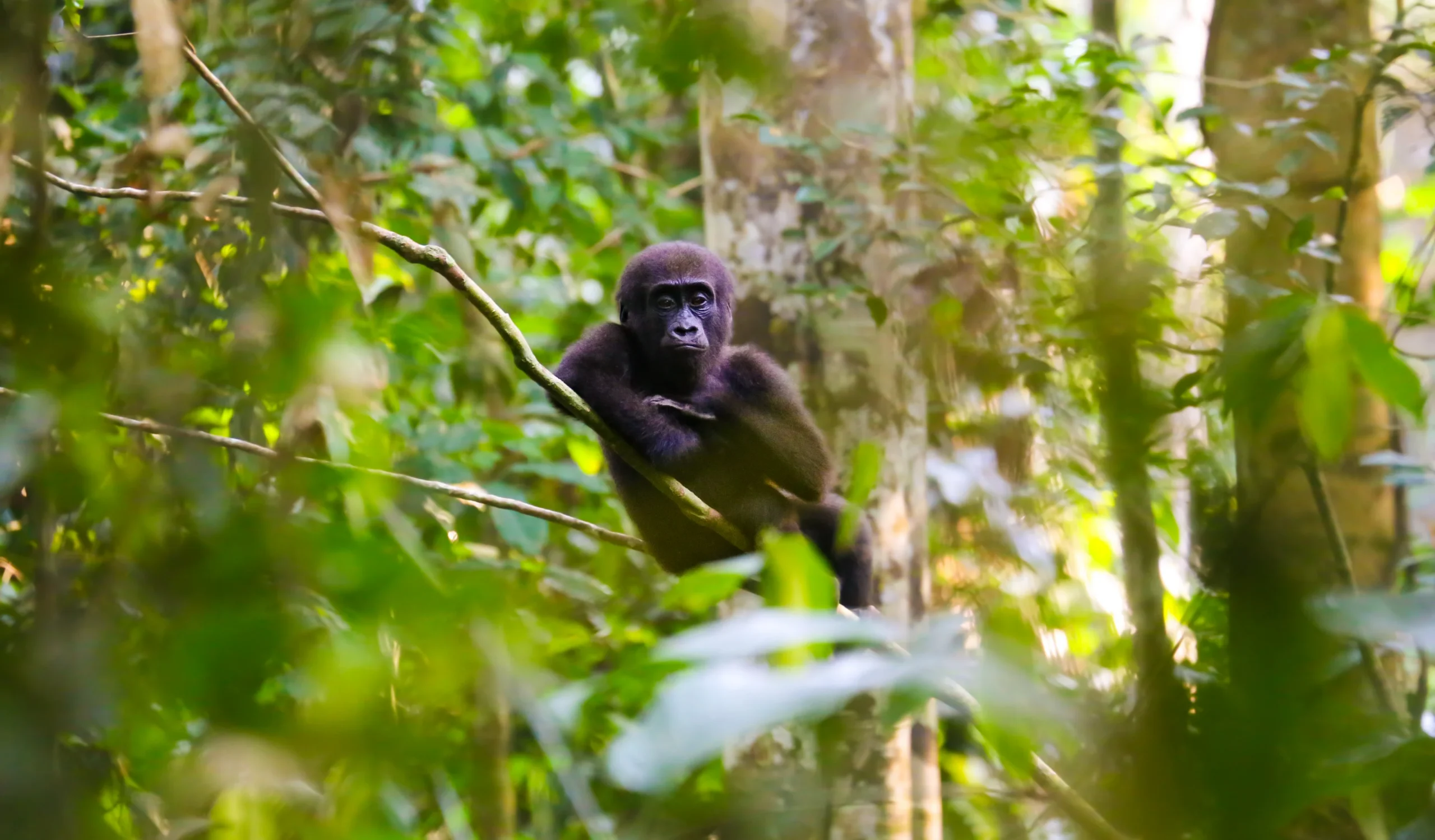 How much does it cost to track gorillas in Odzala Kokoua?