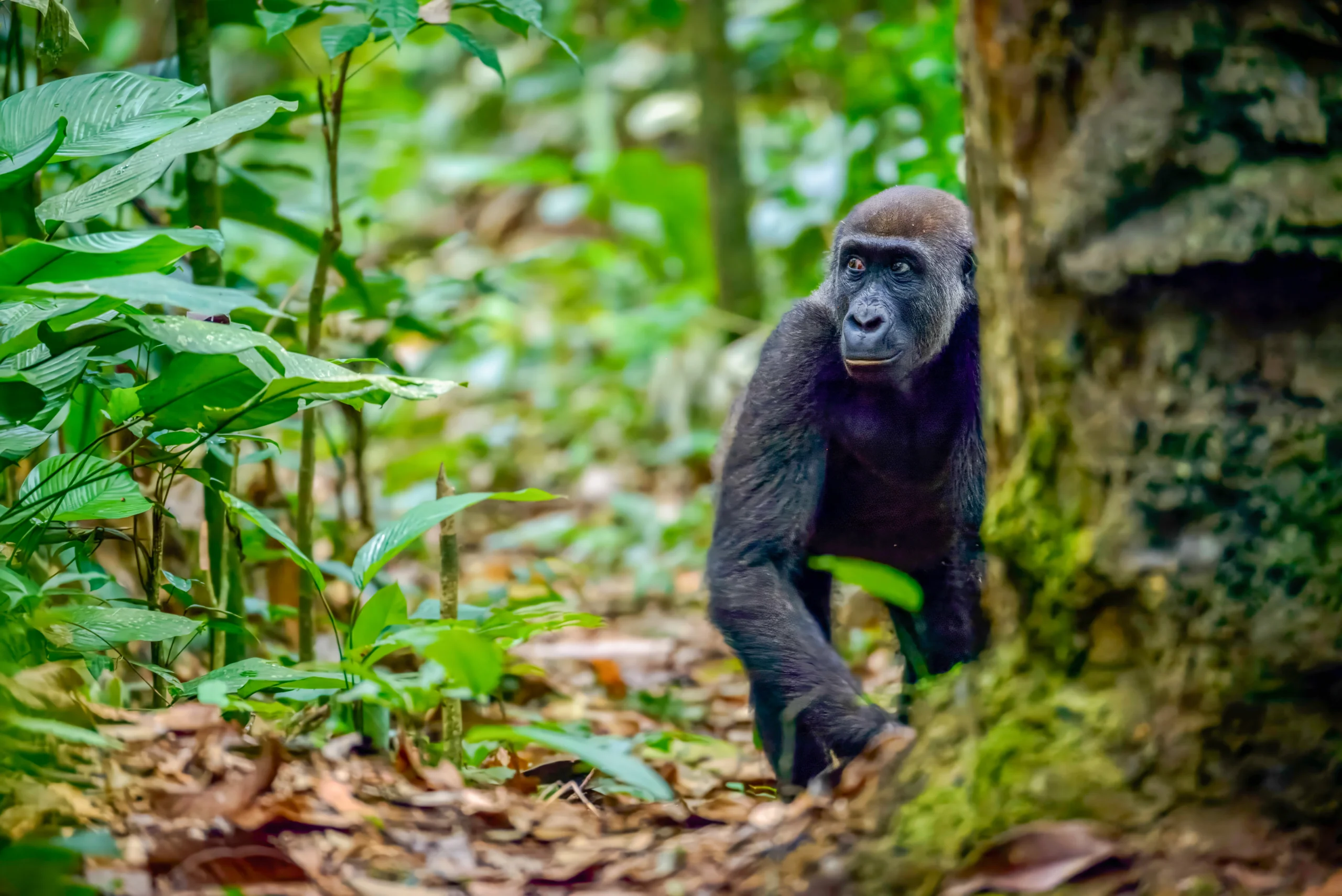 Why are gorillas in Odzala Kokoua endangered and what is being done to protect them?