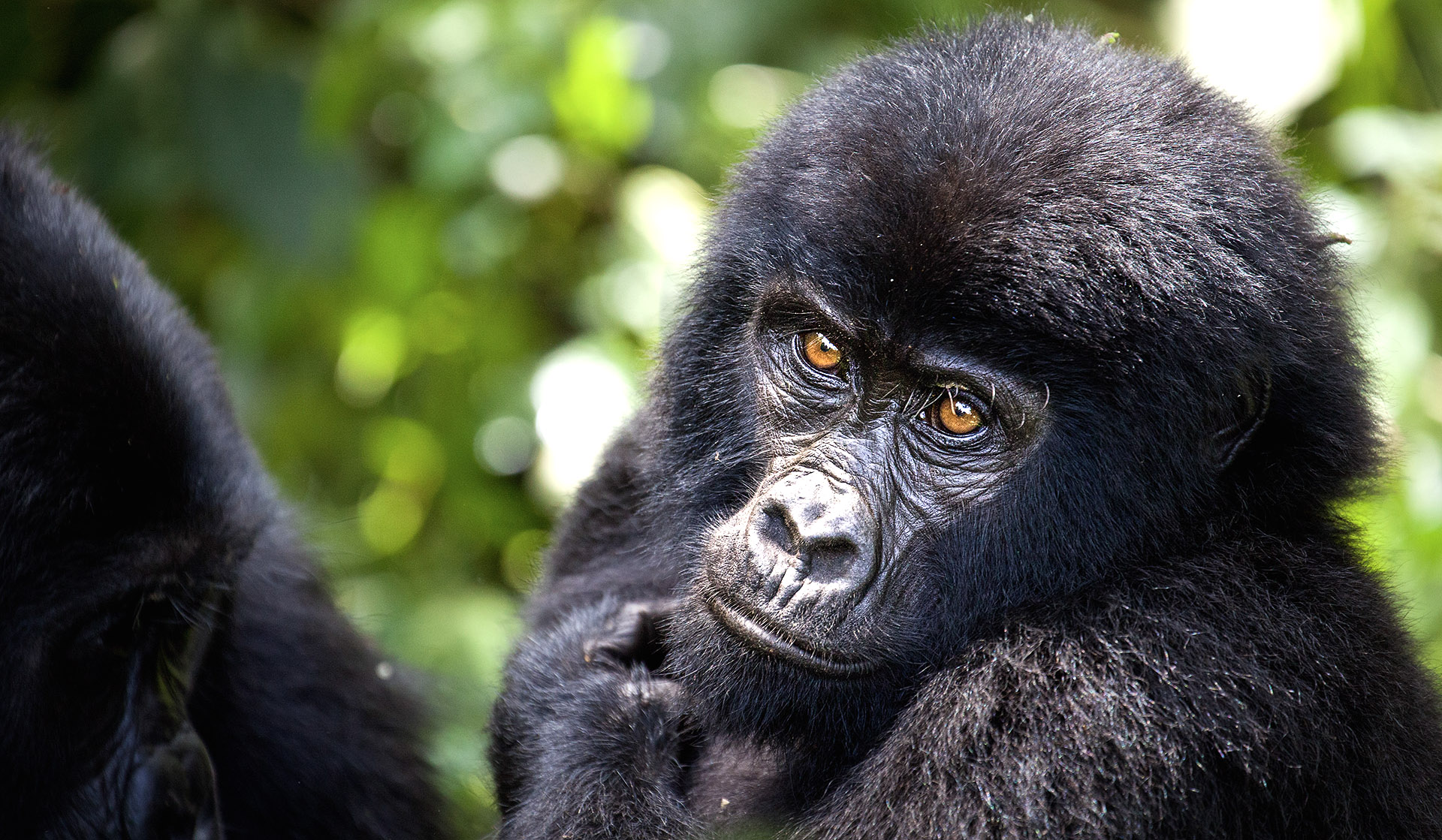 Where to stay in Bwindi Forest