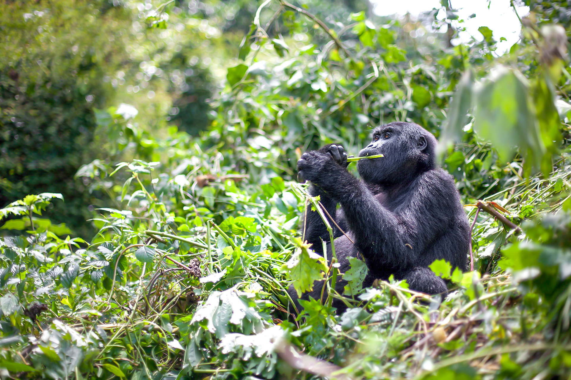 How much time do I need for gorilla tracking in Bwindi Forest?