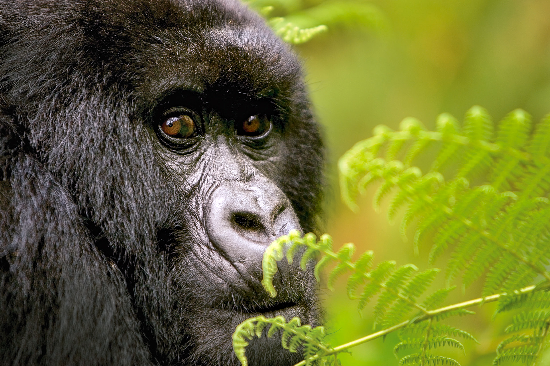 What practicalities should I consider when gorilla tracking in Bwindi Forest 