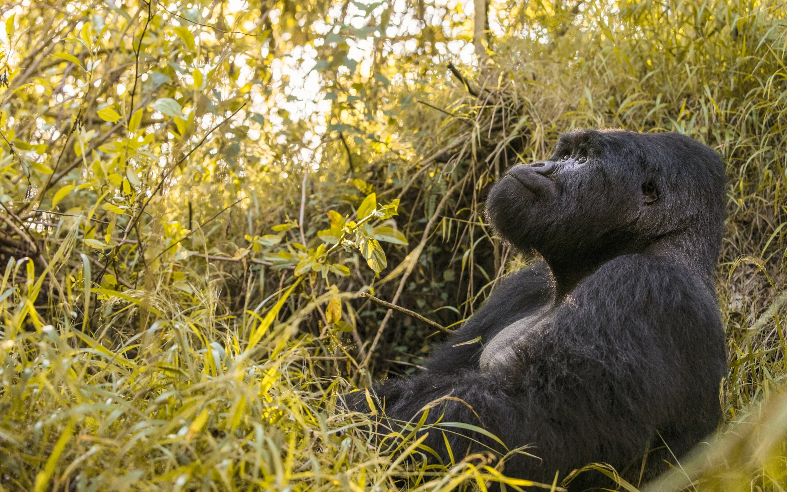 How much does it cost to track gorillas in Bwindi Forest? 