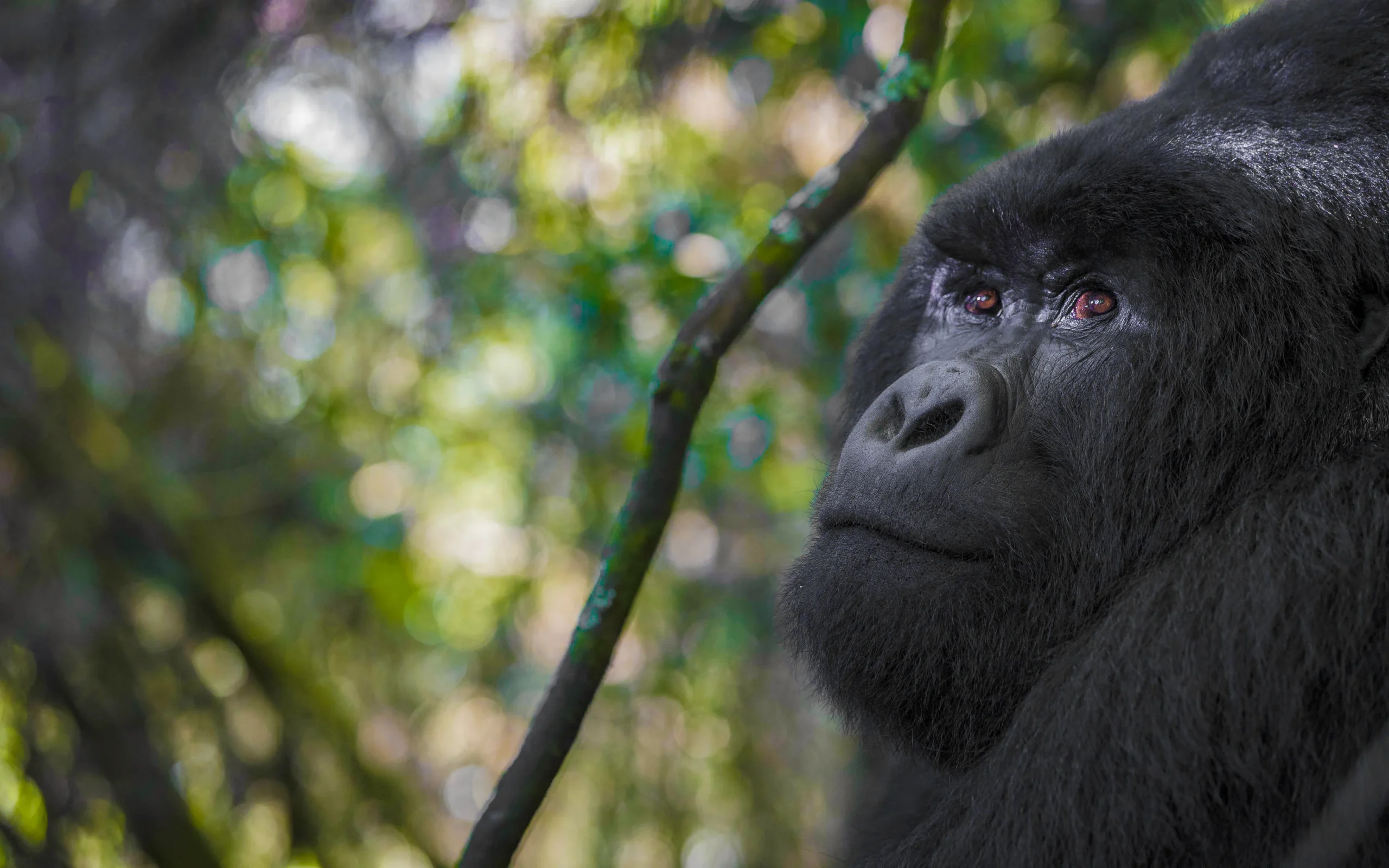 Why are gorillas in Bwindi Forest endangered and what is being done to protect them?