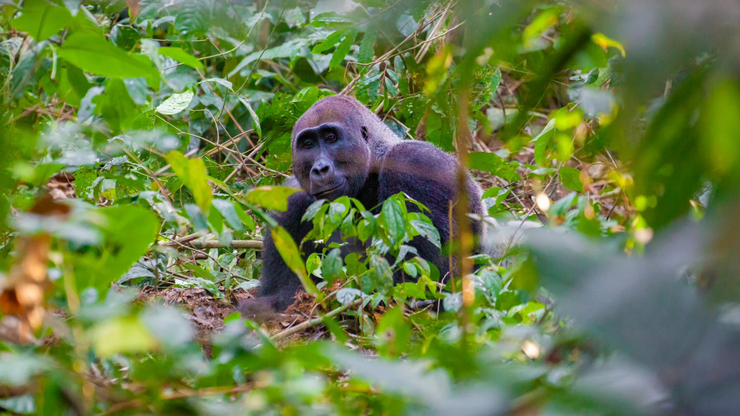 What practicalities should I consider when gorilla tracking in Odzala Kokoua