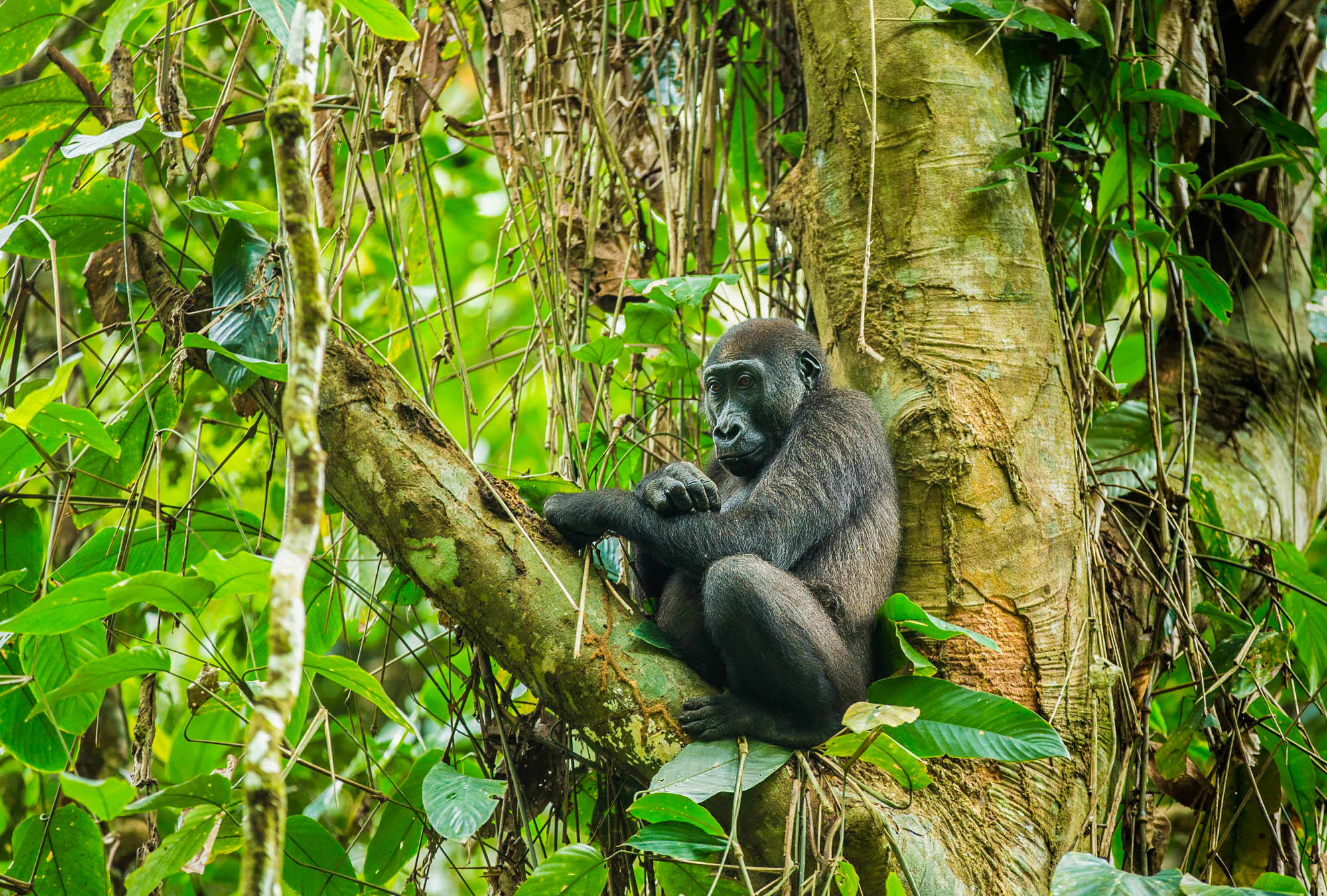 Where is the best place for gorilla tracking in Odzala Kokoua?