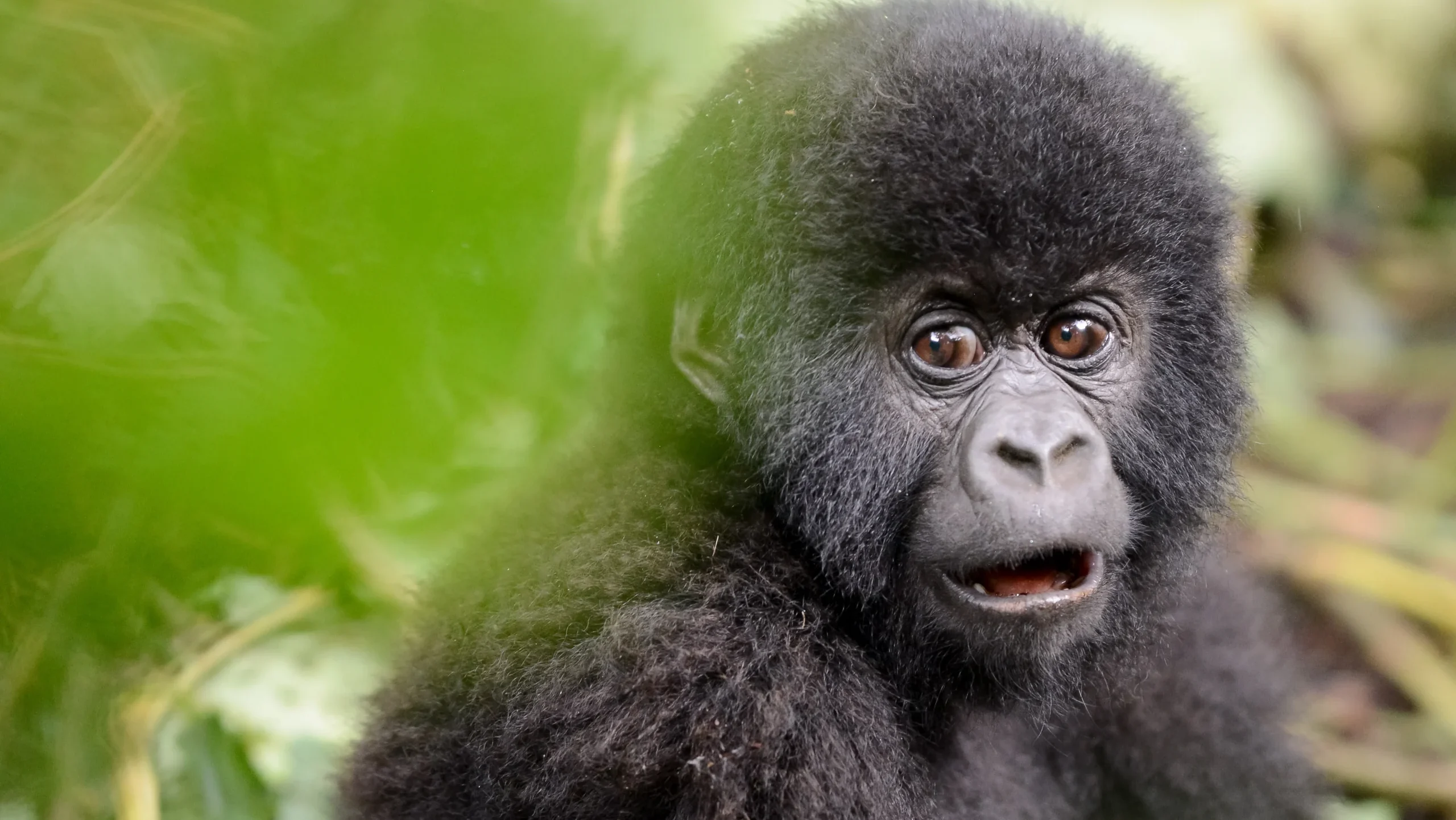 Why are gorillas in Virunga endangered and what is being done to protect them?