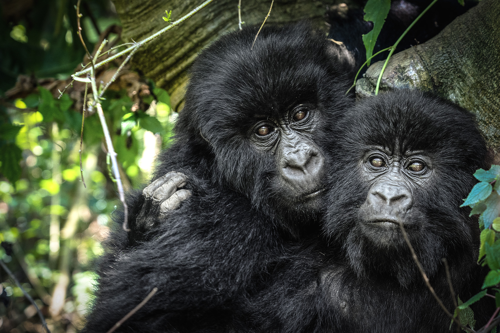 How much does it cost to track gorillas in Virunga Mountains
