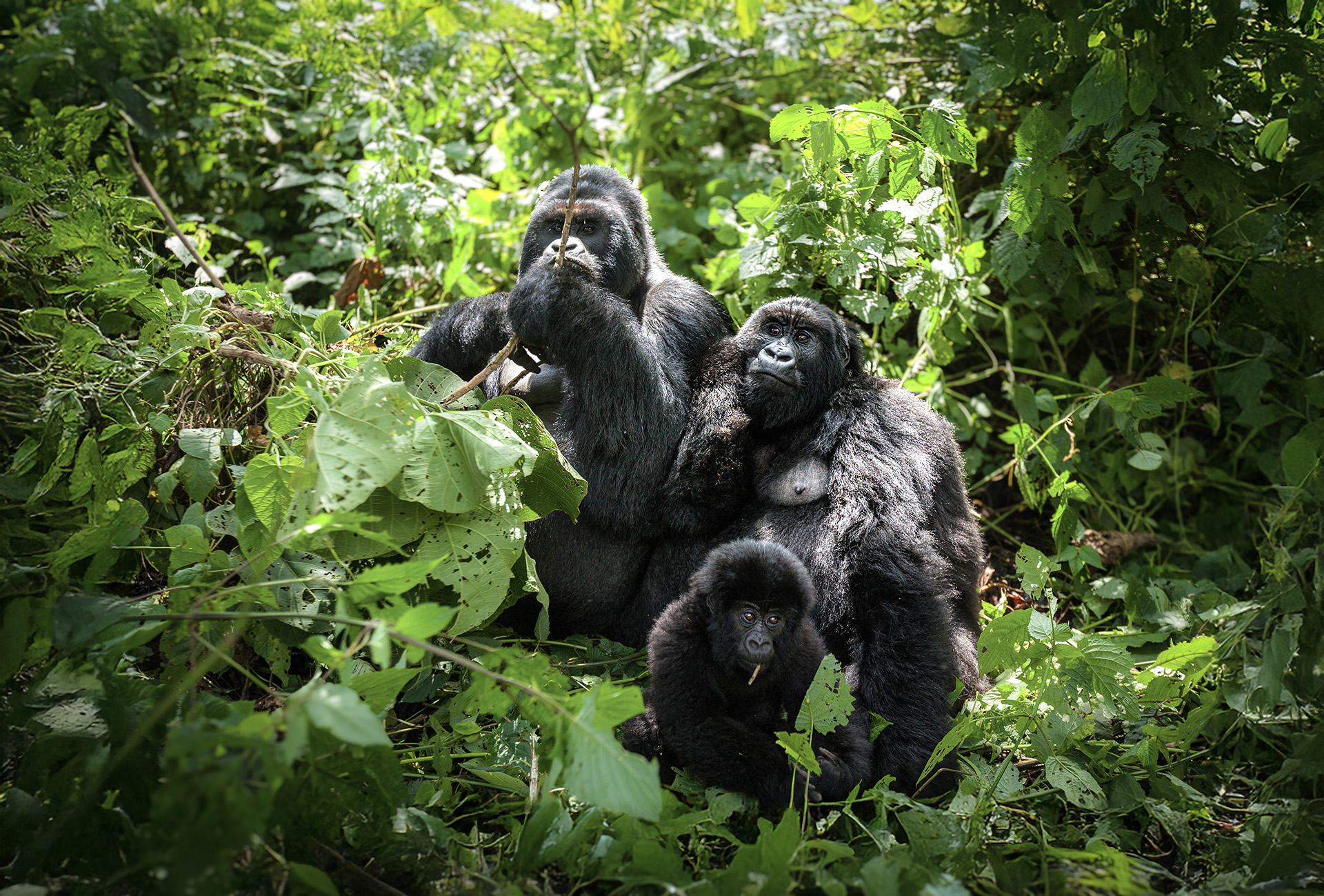 When is the best time of year for gorilla tracking in Virunga Mountains