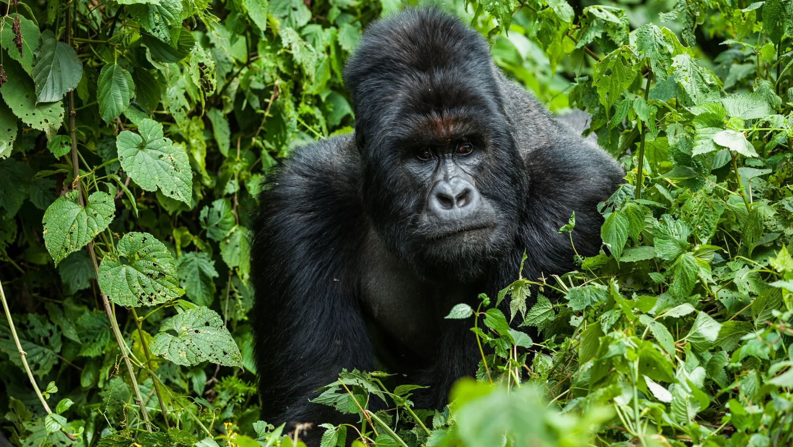 gorilla in the bushes