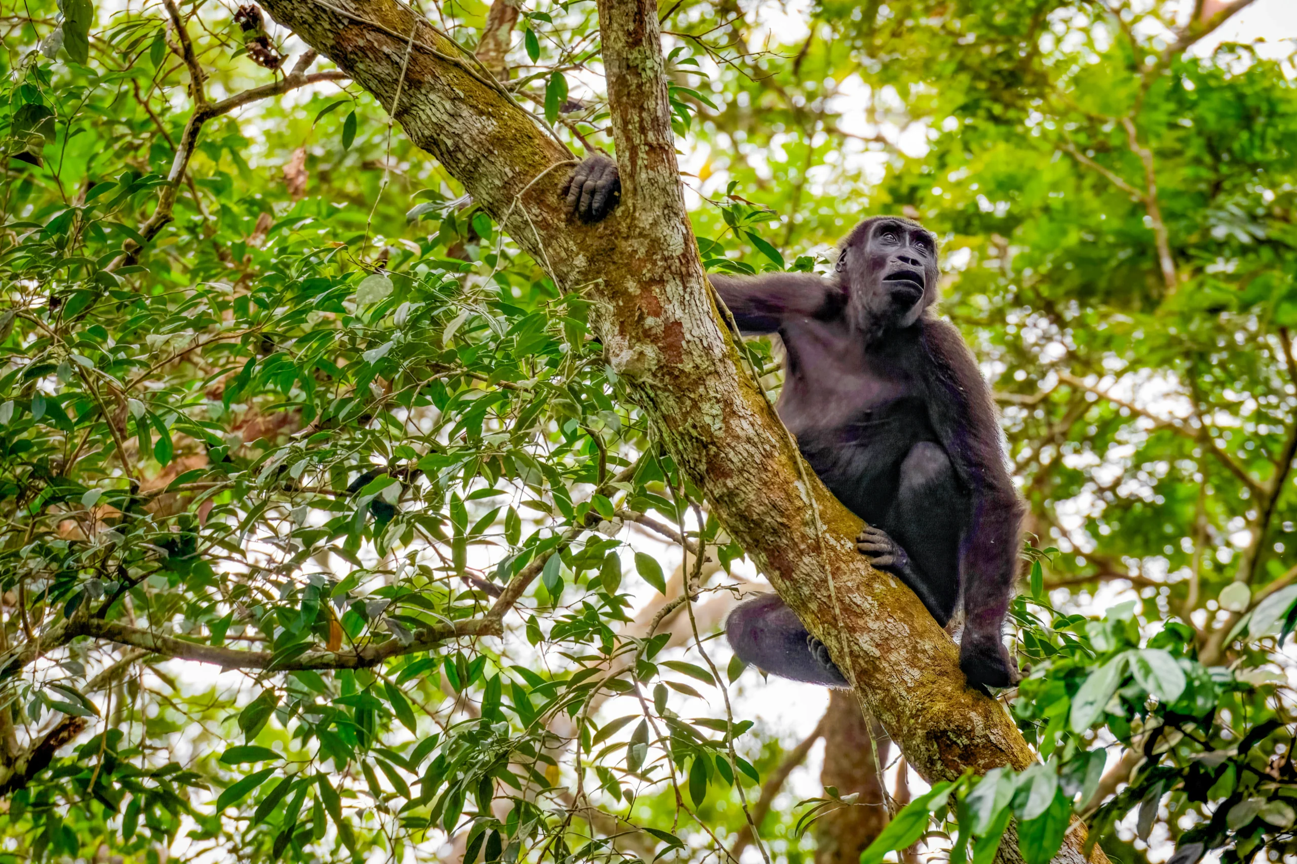 How much time do I need for gorilla tracking in Odzala Kokoua 