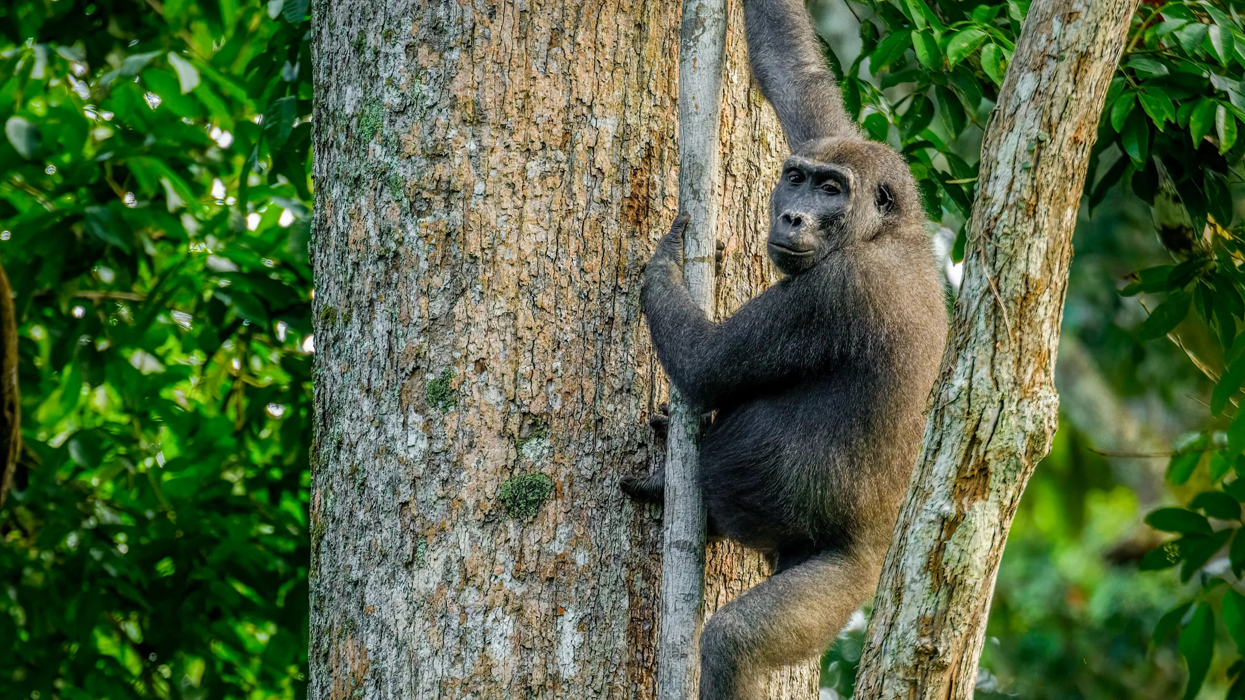 Gorilla tracking in Odzala Kokoua