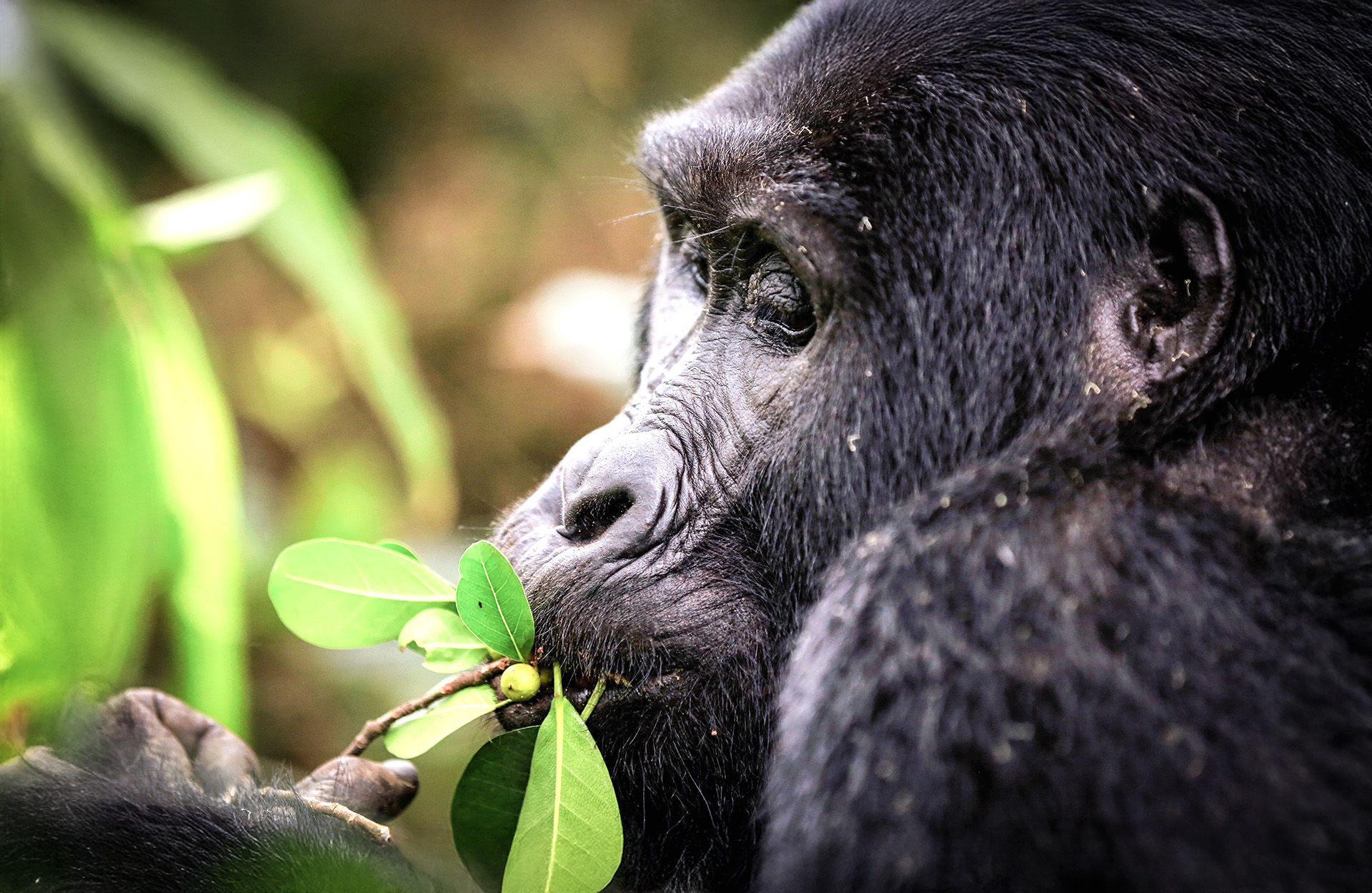How much time do I need for gorilla tracking in Virunga