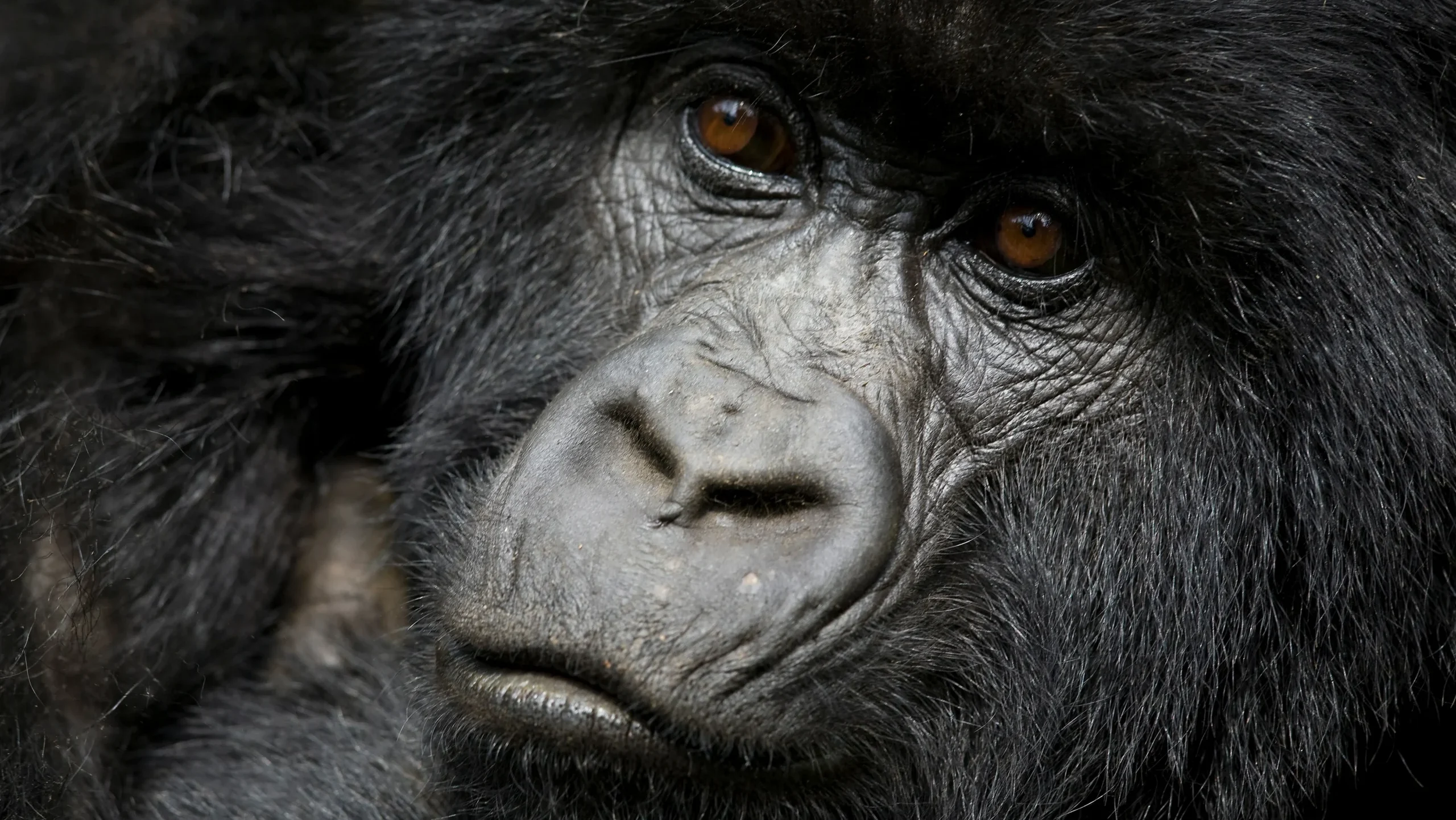 Where to stay in Virunga Mountains