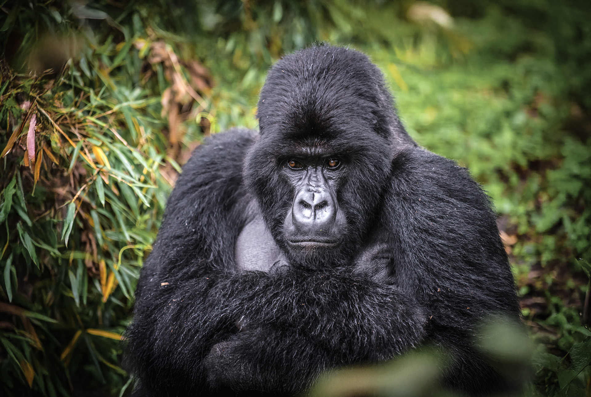 Gorilla tracking in Bwindi Forest