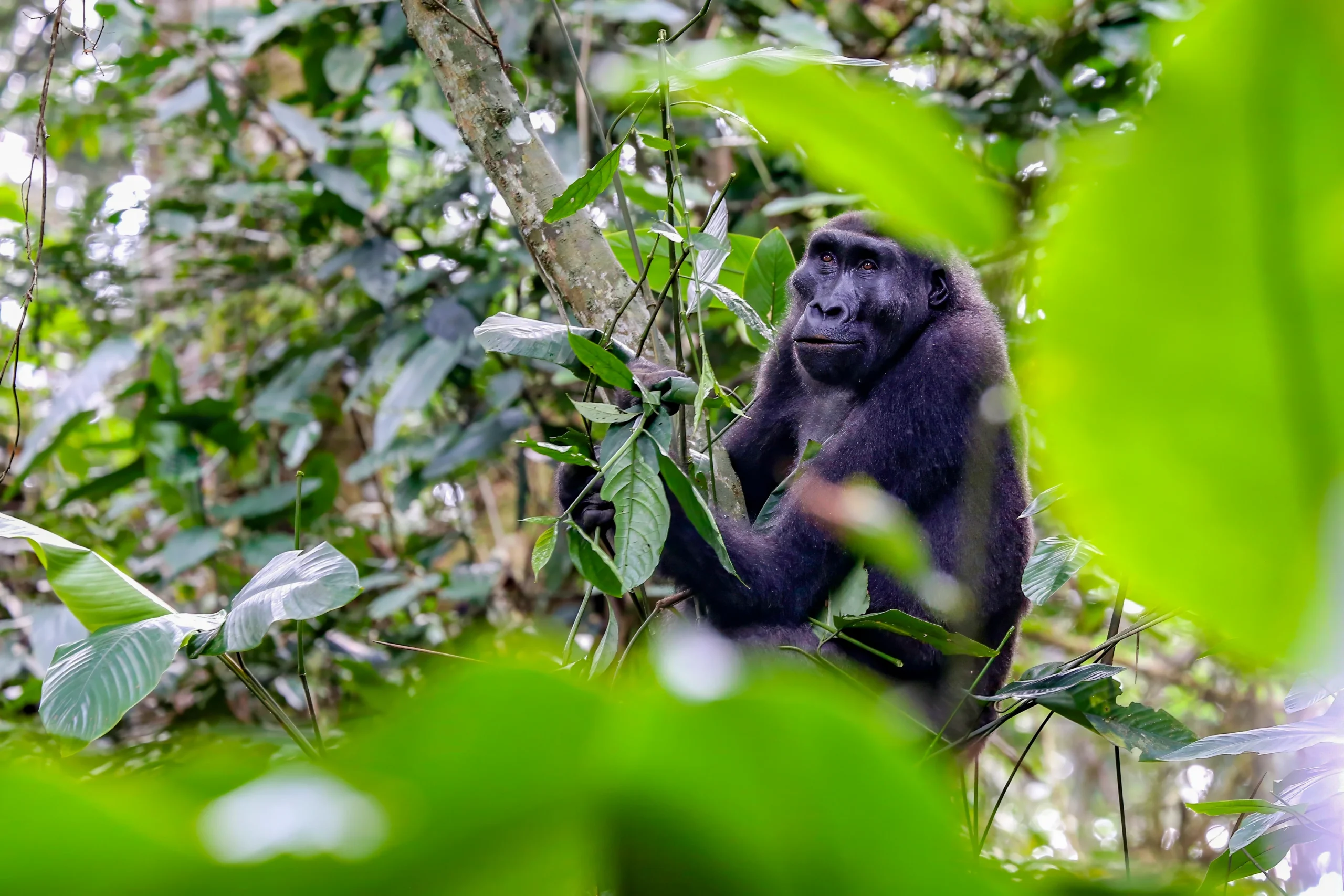 Where to stay in Odzala Kokoua