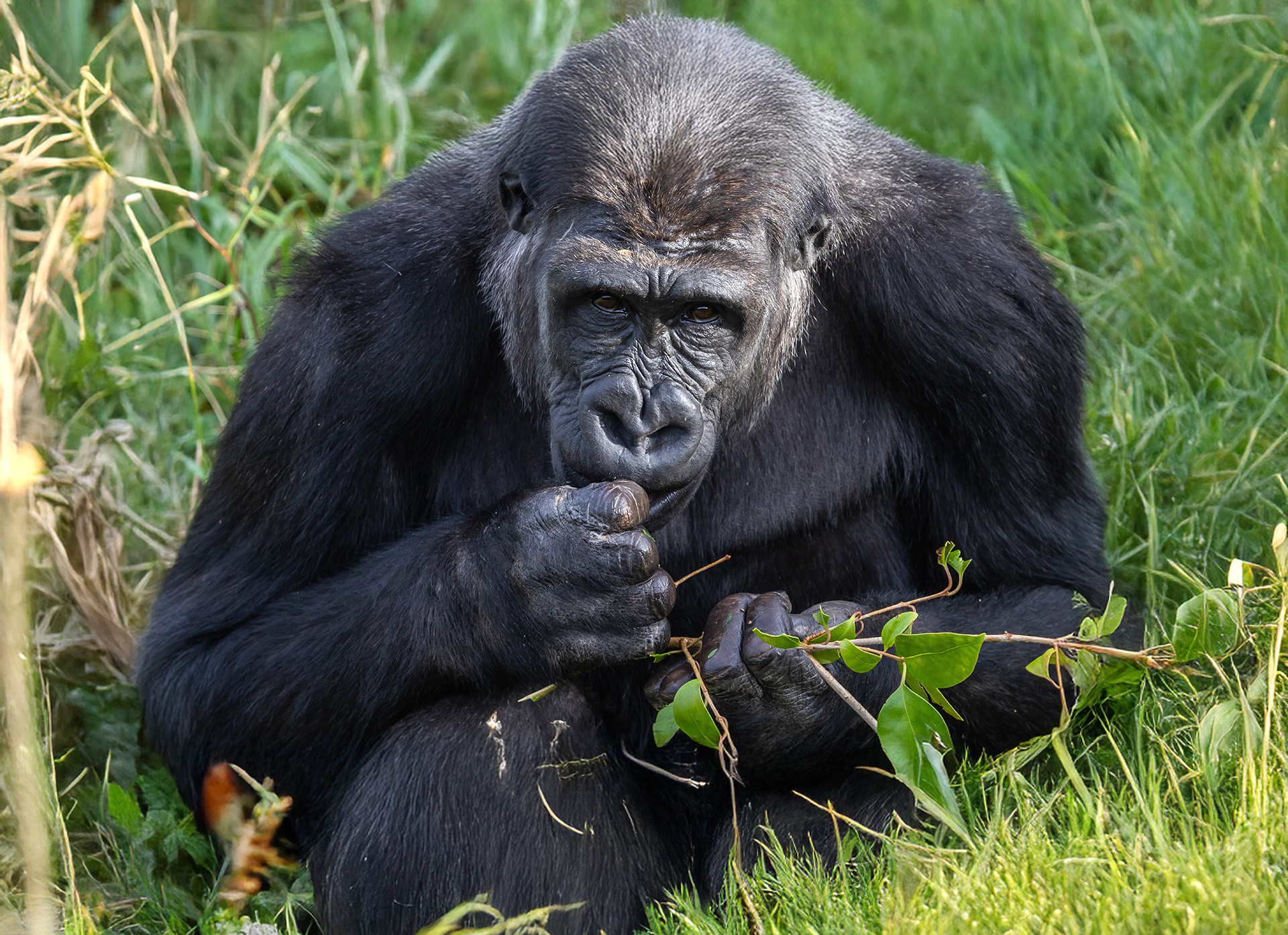 Why are gorillas endangered and what is being done to protect them