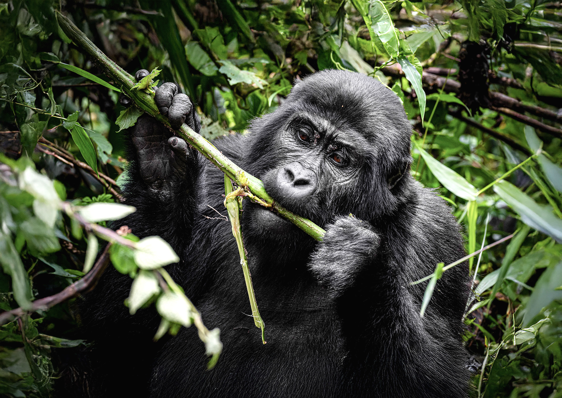 Where are the best locations for gorilla tracking?