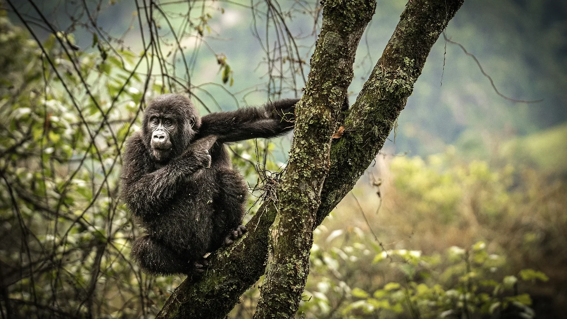 gorilla climbing a tree