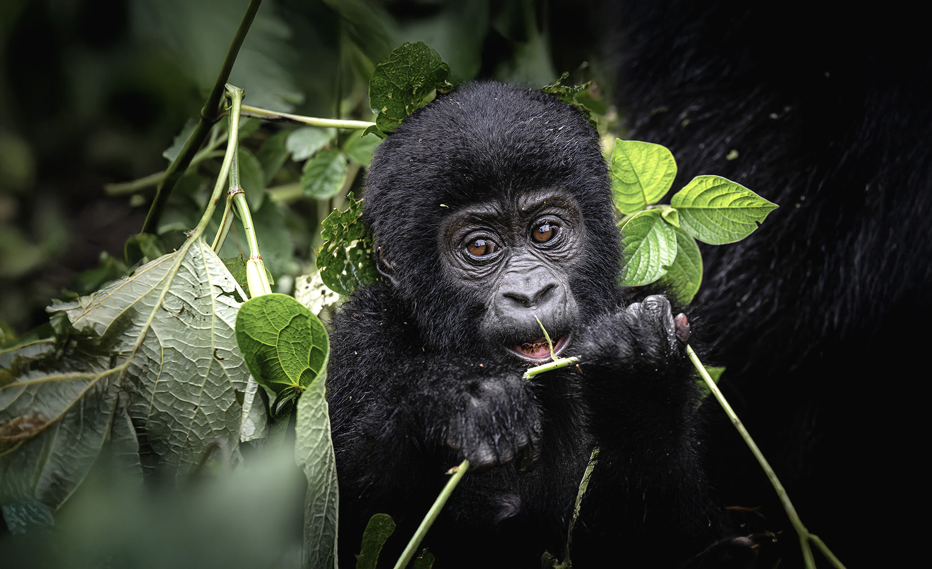 Gorilla tracking in Virunga