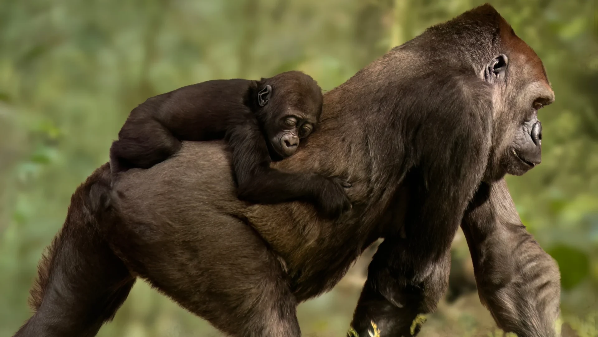 Gorilla with baby on back