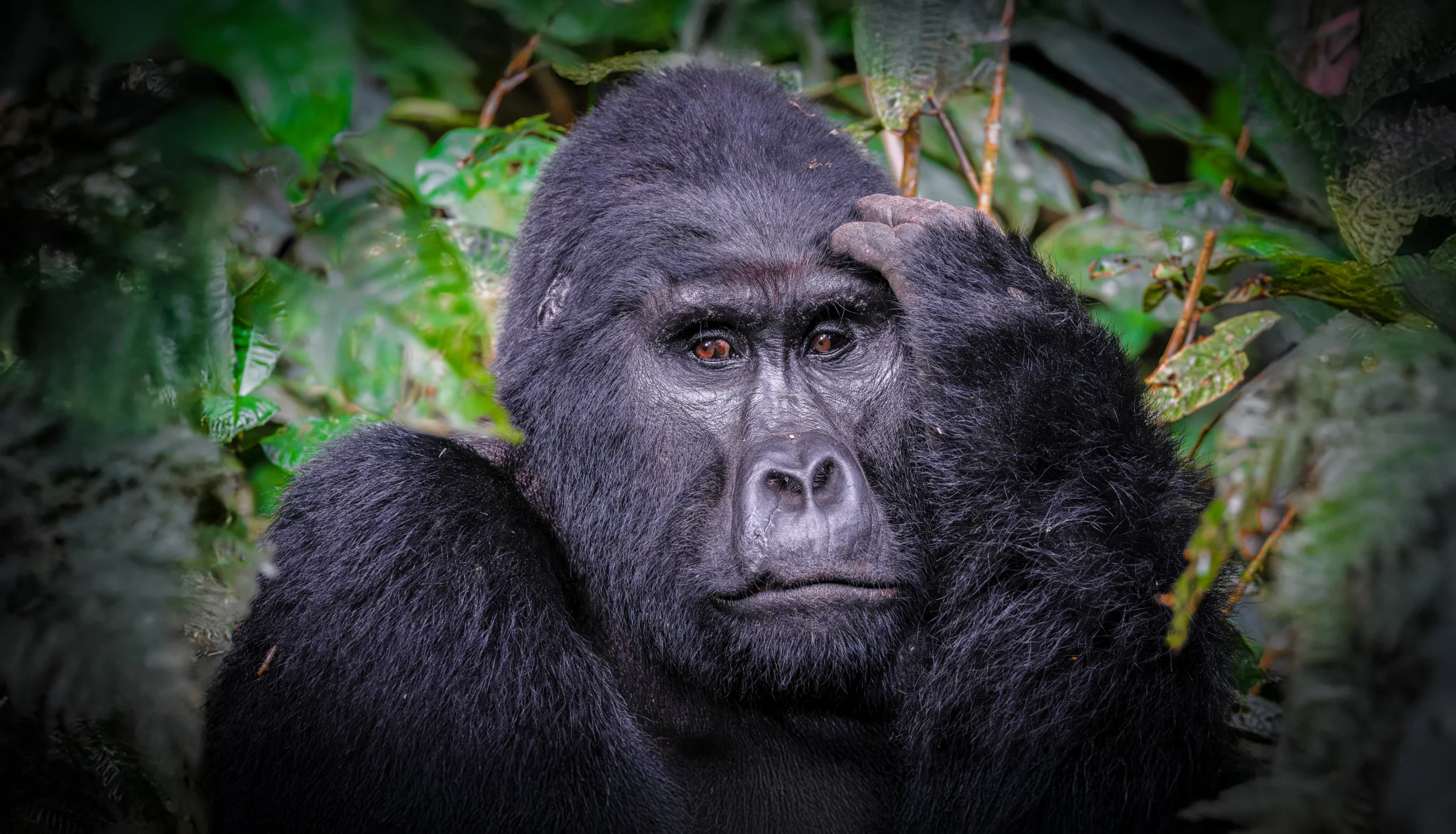 Where is the best place for gorilla tracking in Bwindi Forest