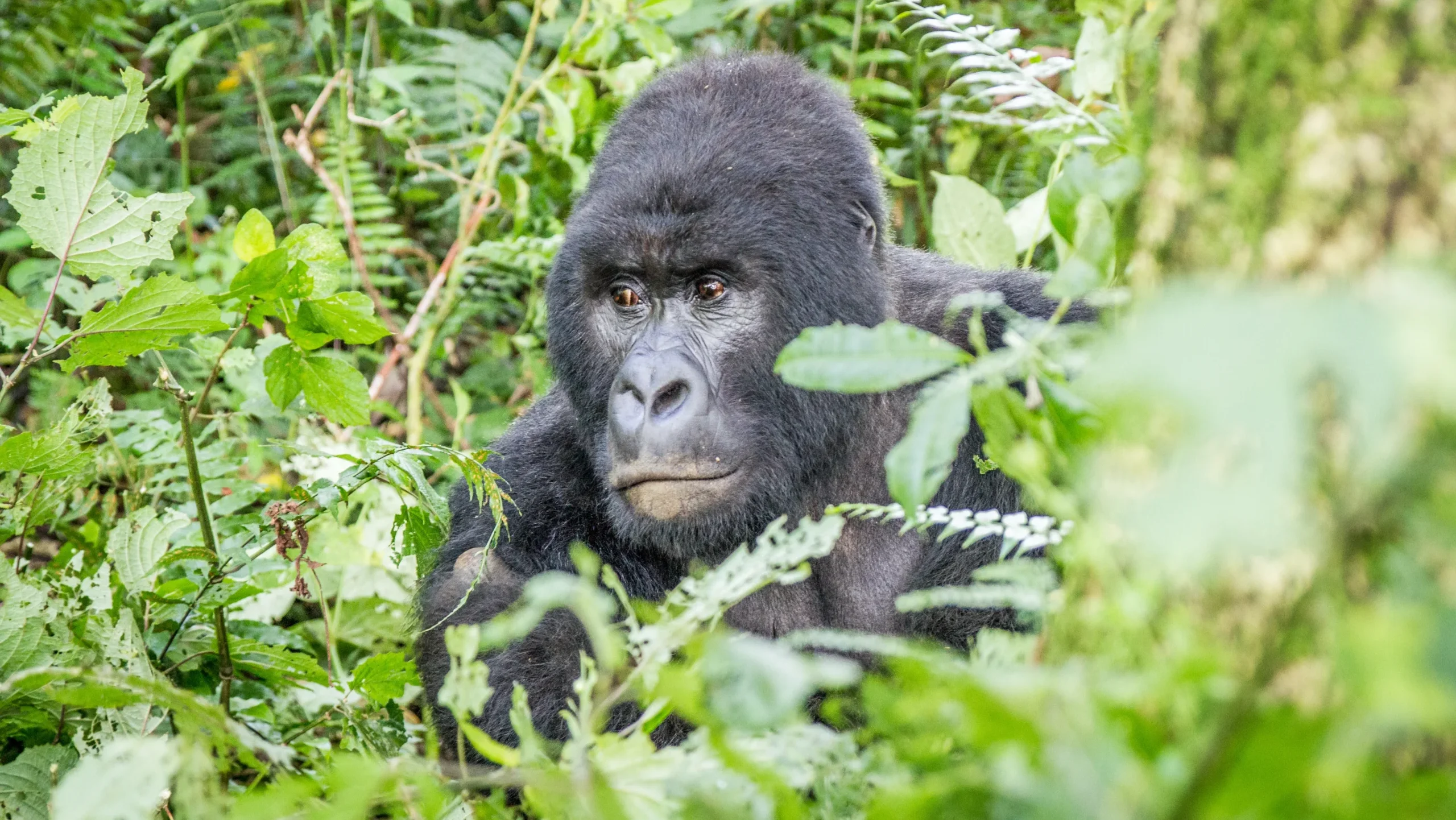 gorilla in virunga mountains bushes